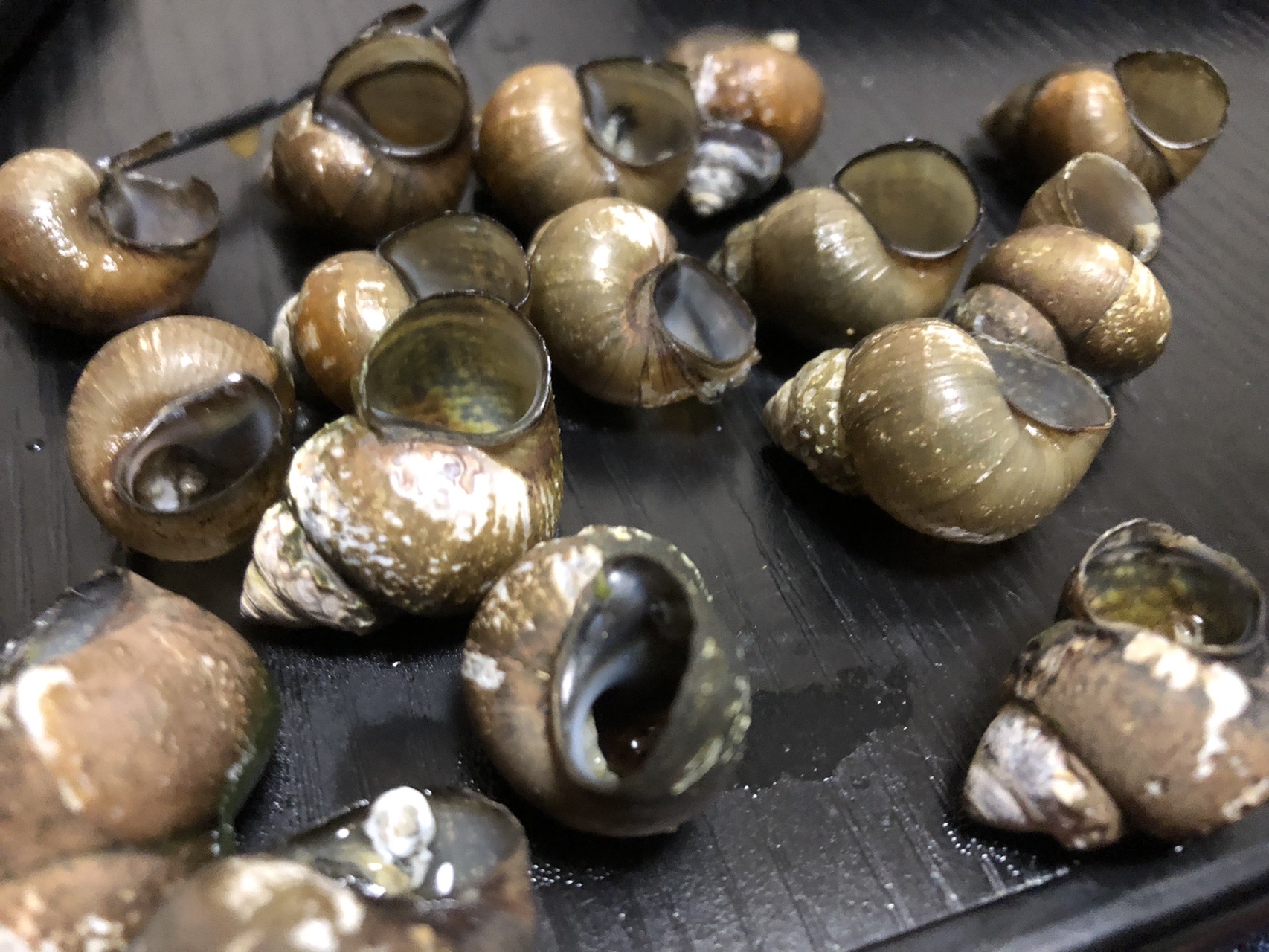 ガサガサ さんの太郎山の活動データ Yamap ヤマップ