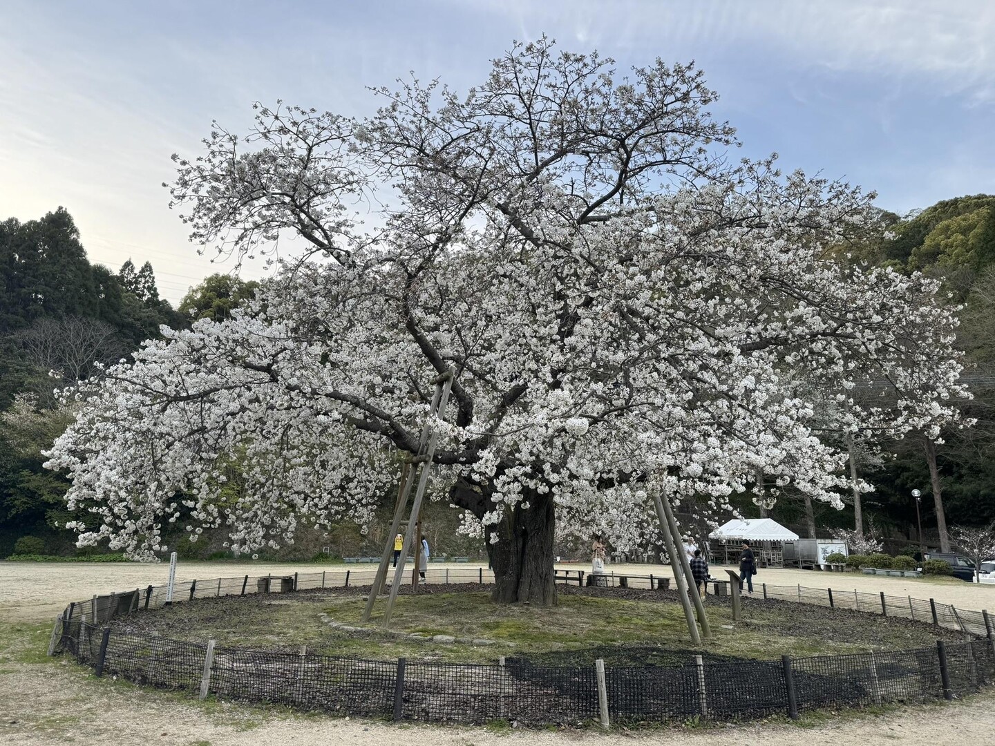 衣干山百年桜情報🌸 3/29現在、ほ... / よもぎさんのモーメント YAMAP / ヤマップ