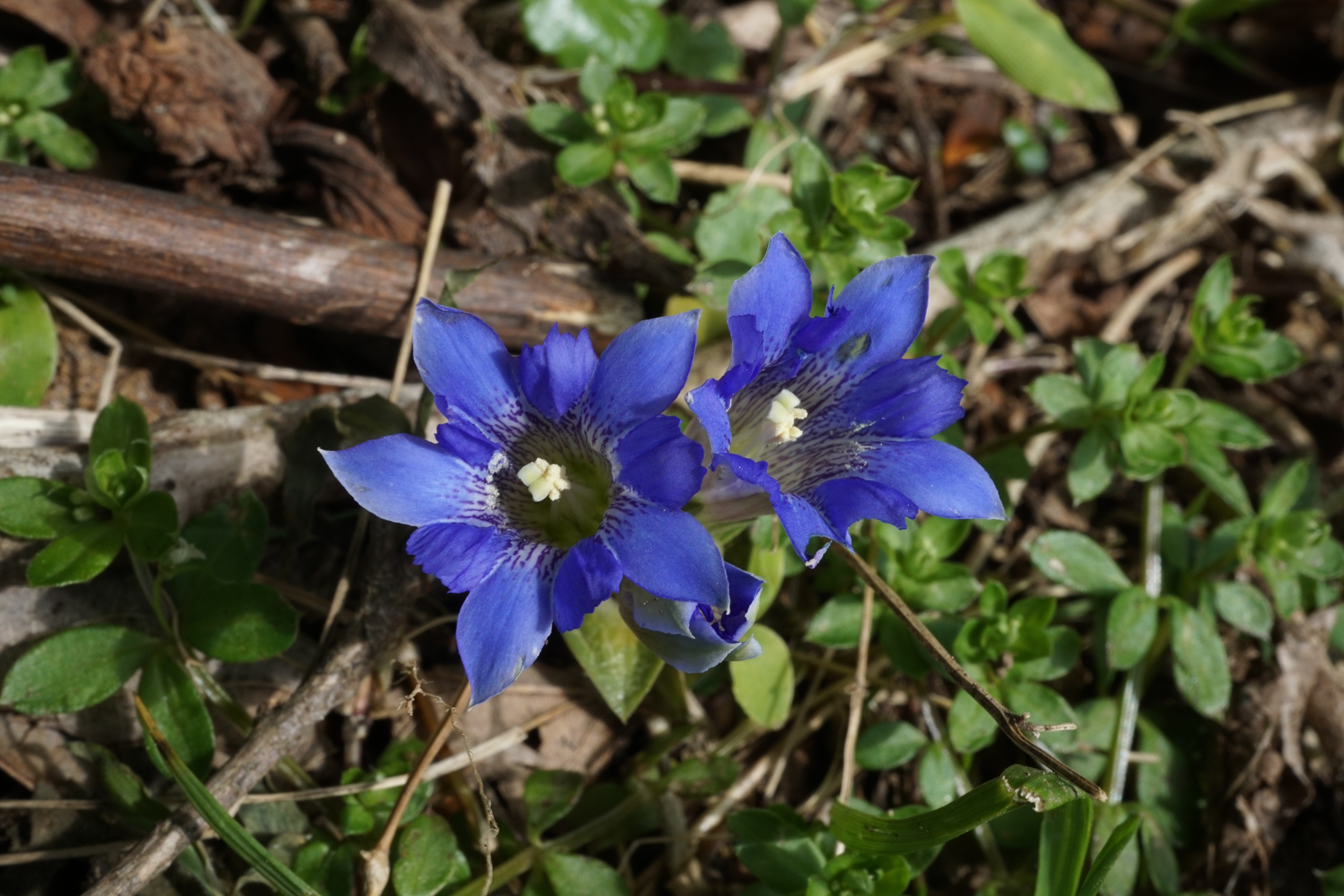 基山 フデリンドウとスミレ達 04 18 Gyuさんの天拝山 基山の活動データ Yamap ヤマップ