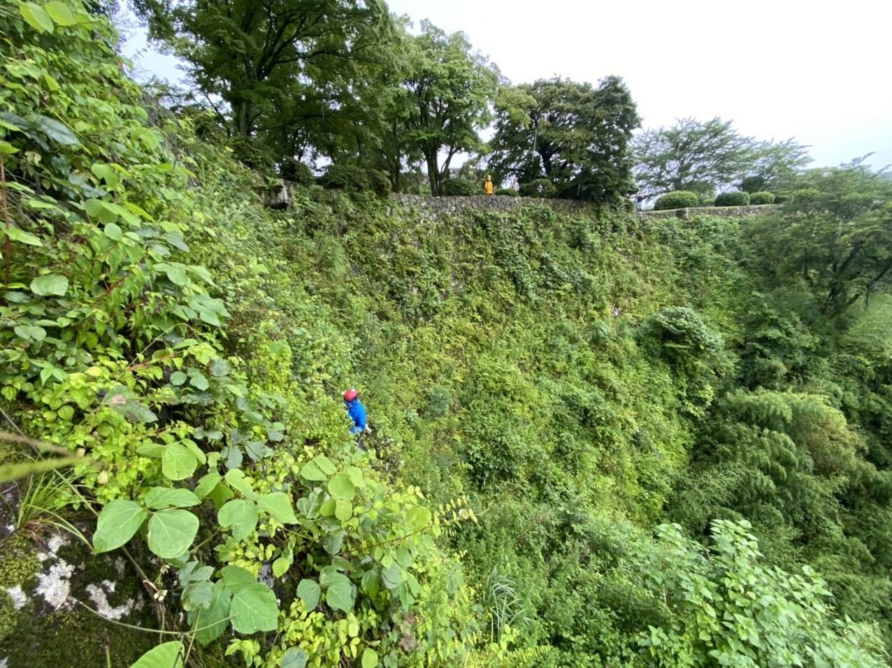 大分県竹田市岡城石垣清掃ボランティア たつさんのモーメント Yamap ヤマップ