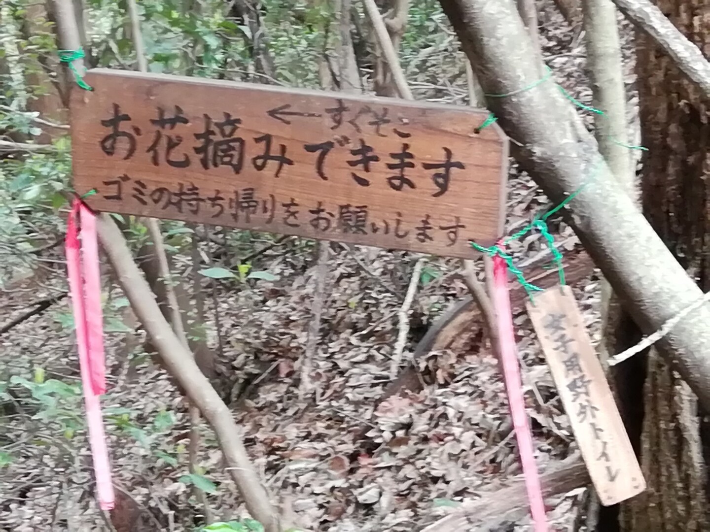 山王山 まるまる山 松尾山 ぼっち登山 山王山 まるまる山 松尾山の写真17枚目 レポートのお花摘みスポット つか 逆に行 Yamap ヤマップ