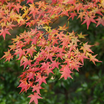 若草山・芳山・高円山 紅葉🍁を楽しみながら