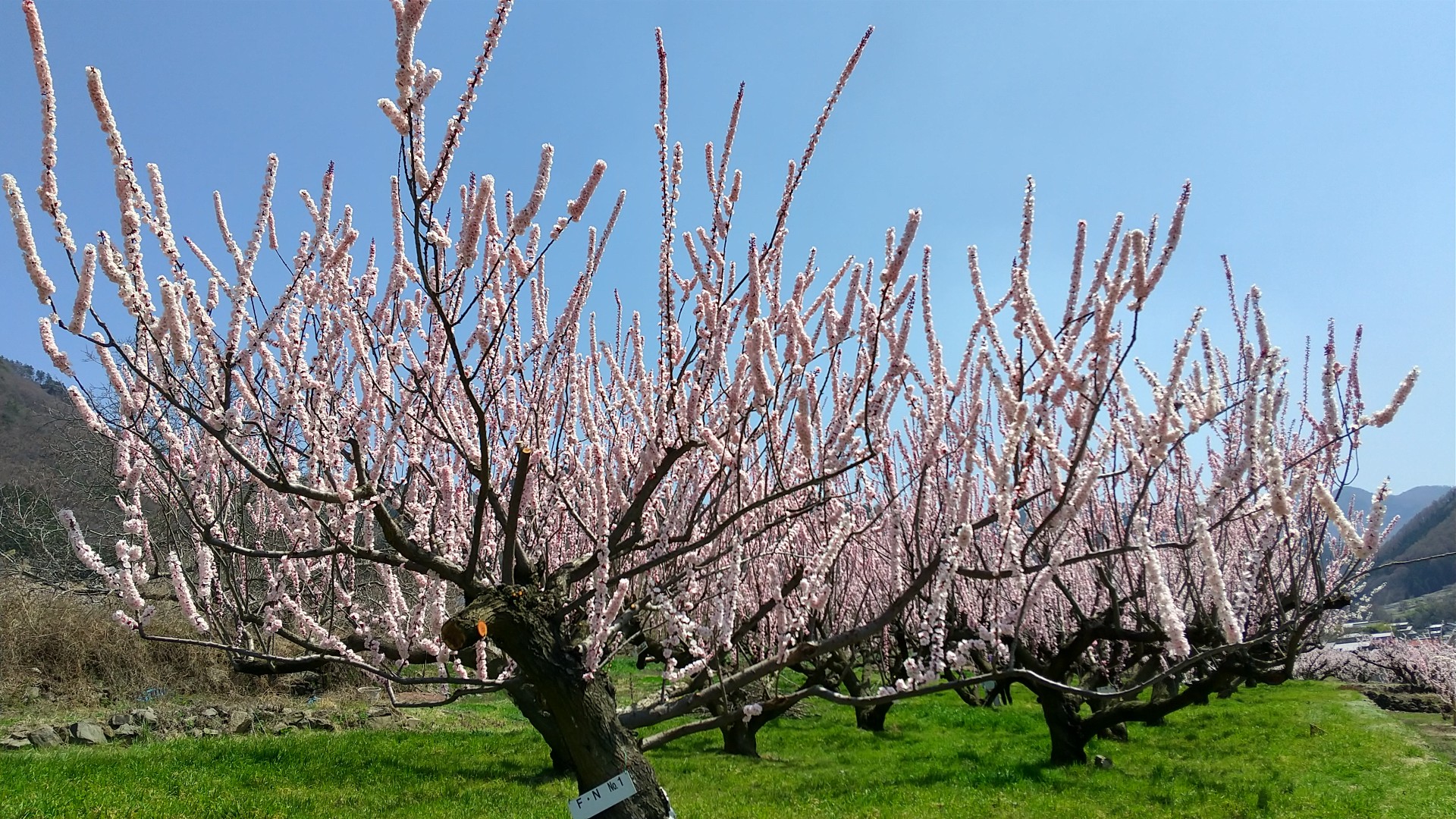 尼巌山 あんず祭り Lukenosanpoさんの皆神山 尼厳山 奇妙山の活動データ Yamap ヤマップ