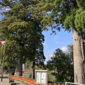 左の杉が山一と呼ばれている周辺で一番の巨木。幹回り約5.7m、樹齢約900年。閖上浜からも見えるという。