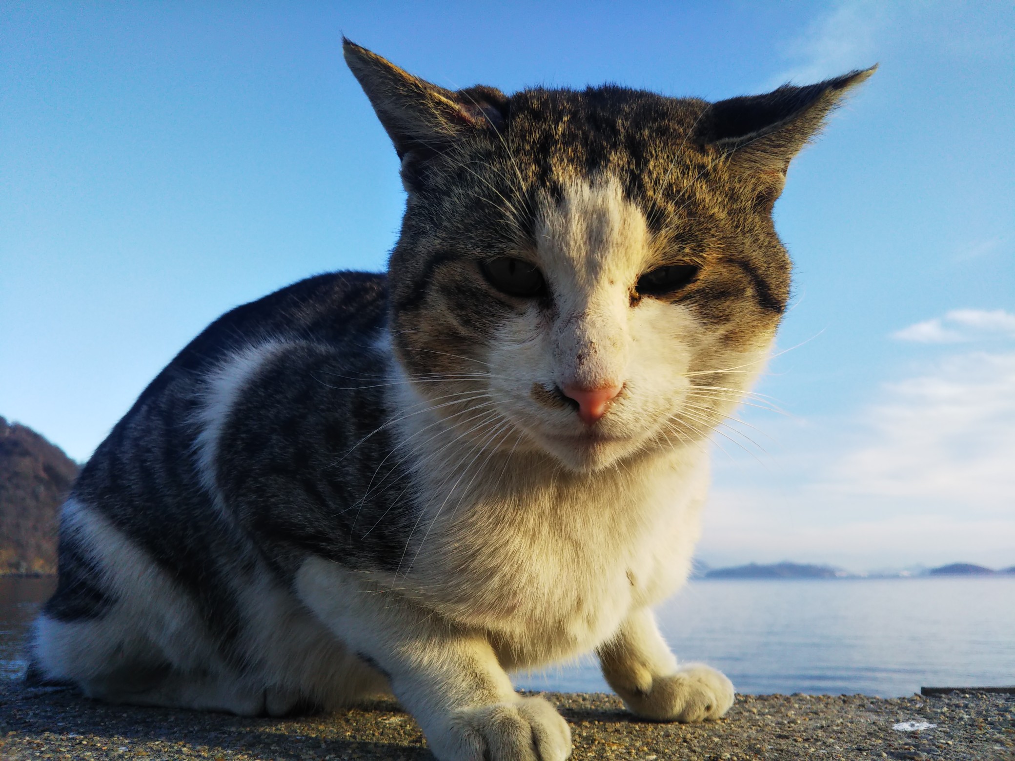 グラビアばりの飛び猫島 ﾟwﾟ 佐柳島 02 11 ぽっきーさんの荘内半島 三崎半島 粟島の活動日記 Yamap ヤマップ