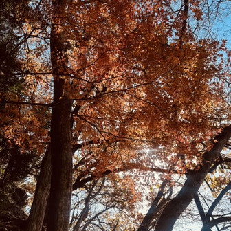 秋も終わりですねぇ🍂