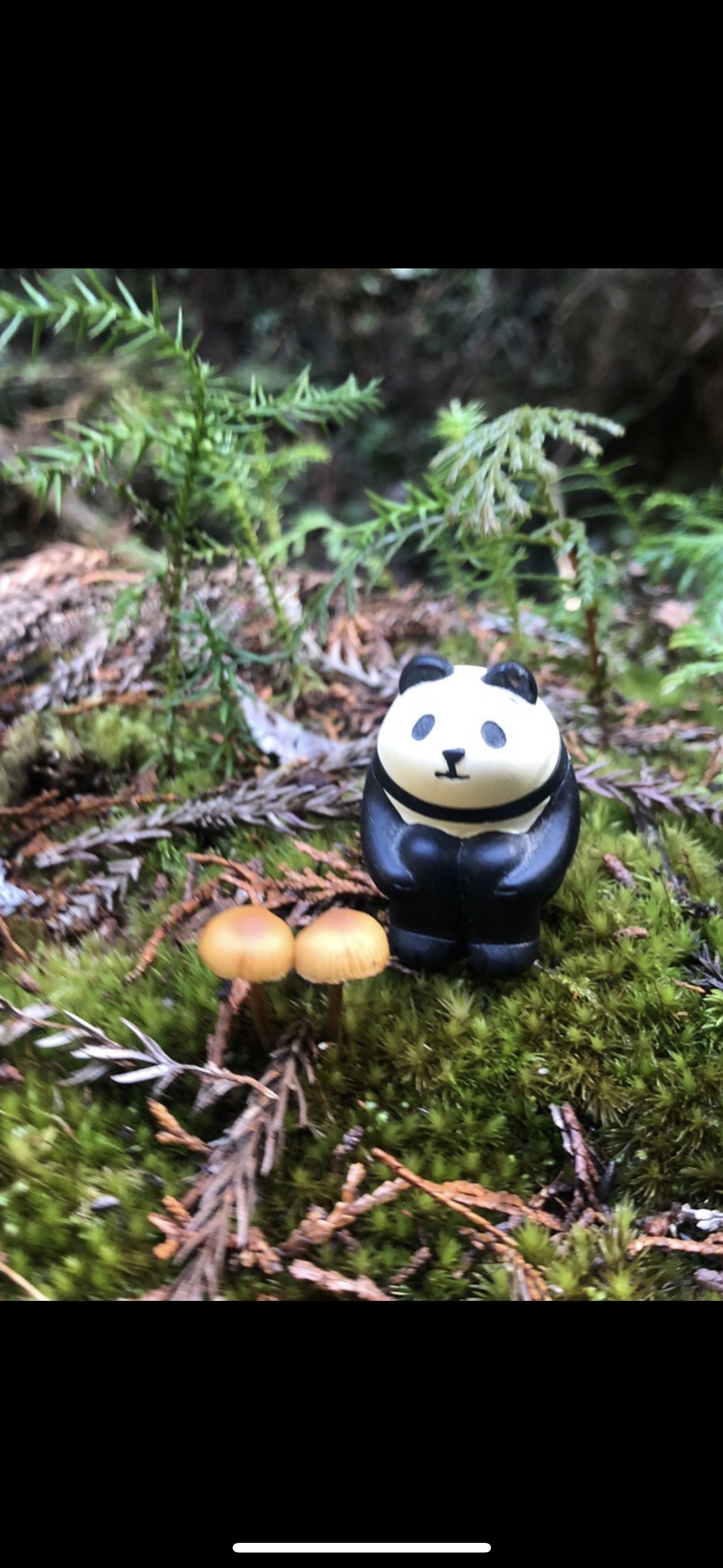 高取山のんびり女子会やな 万里さんの高取山の活動データ Yamap ヤマップ