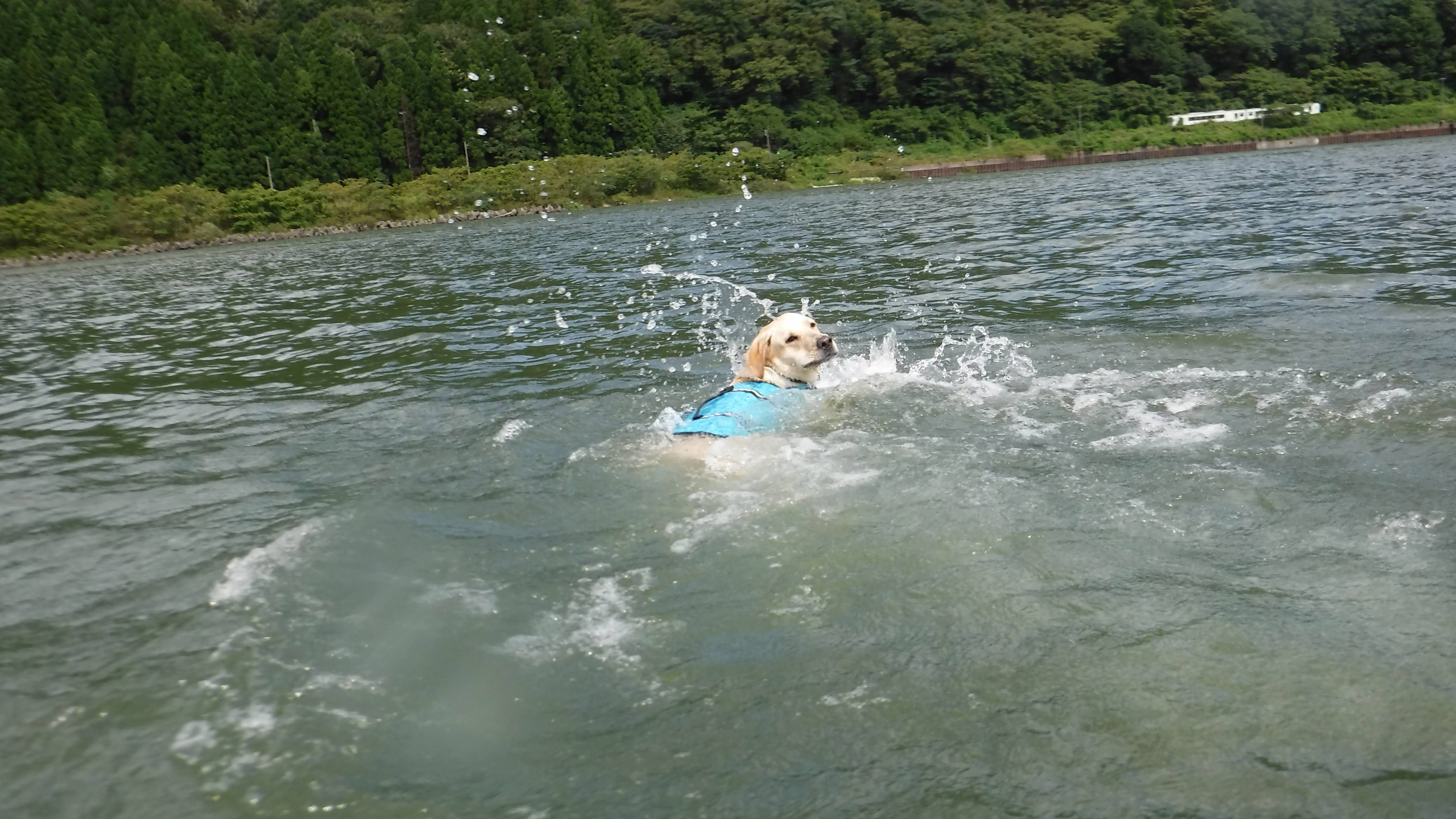 Kawap 阿賀野川で犬カヤックリベンジ おちもりさんの日本平山 鍋倉山の活動データ Yamap ヤマップ