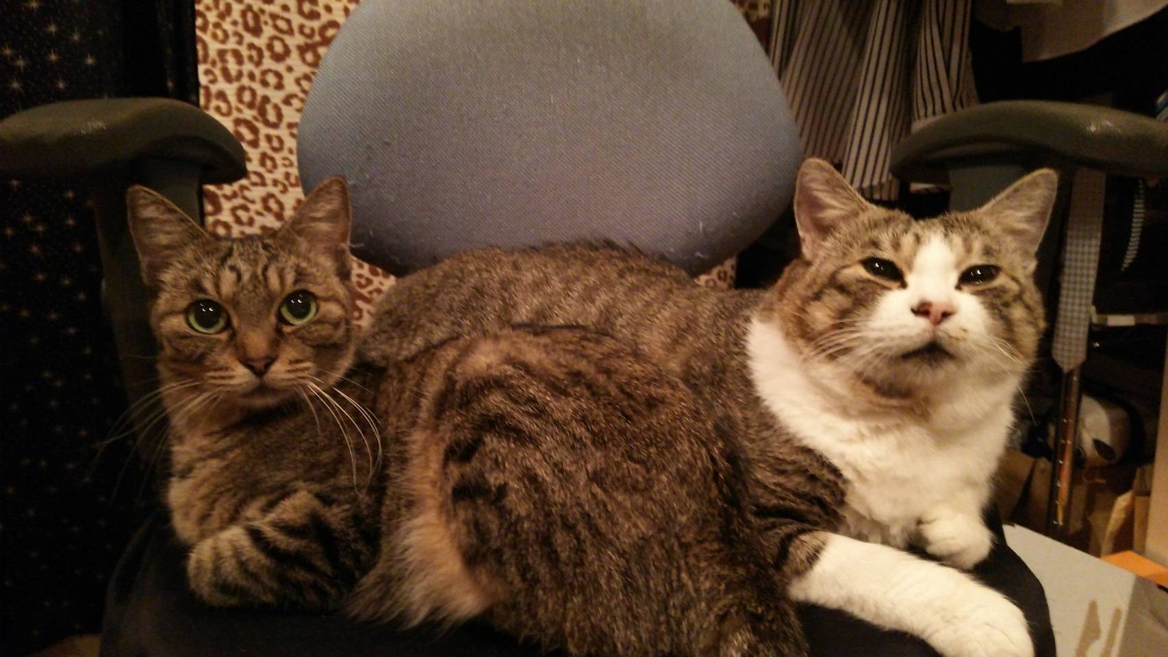 エリ ありがとう これからもずっと S Myak エリゴンズさんの松戸市の活動データ Yamap ヤマップ