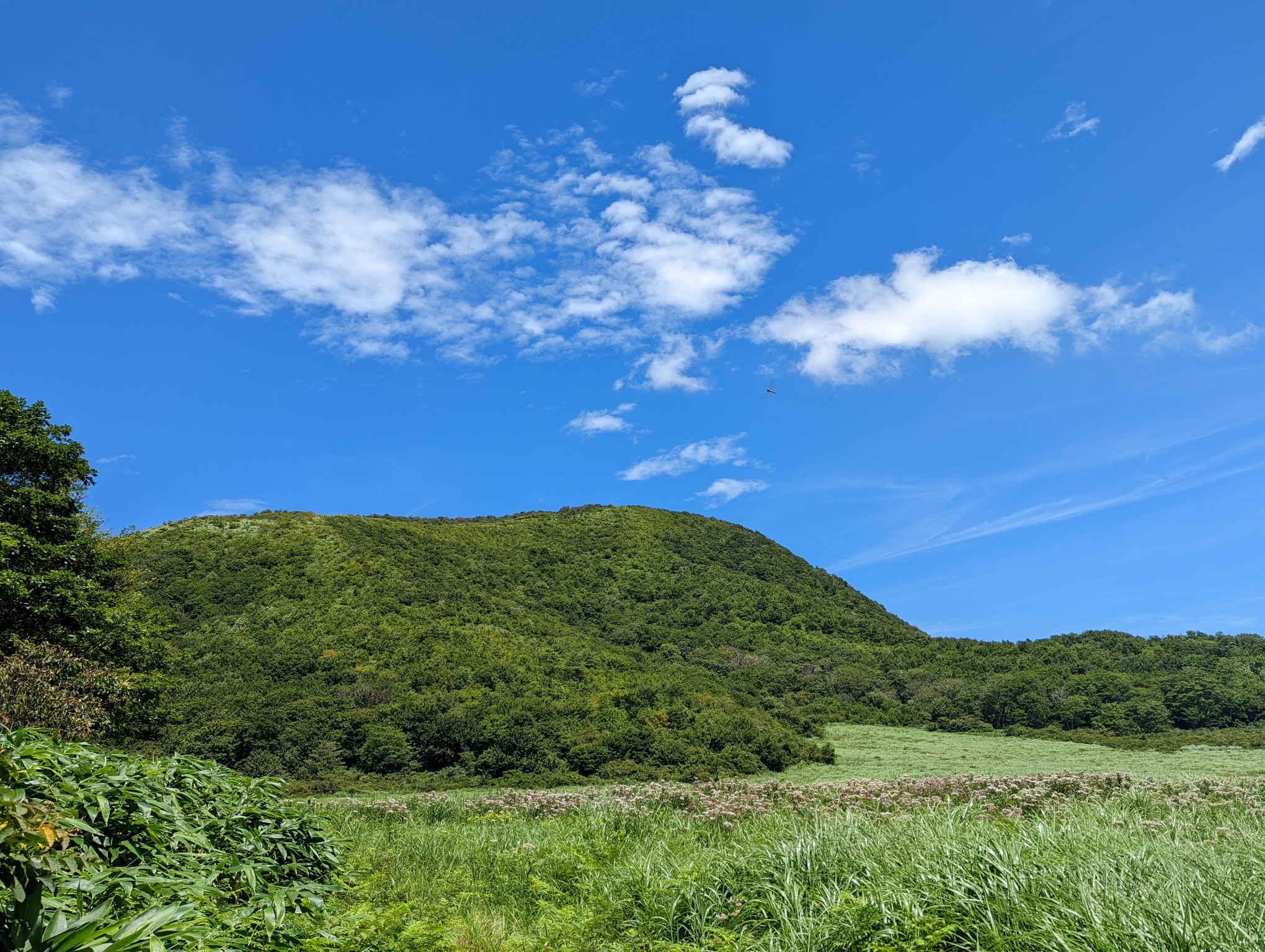夏の擬宝珠山 象山 笹ヶ峰 やまねこさんの烏ヶ山 象山 笹ヶ峰 の活動データ Yamap ヤマップ