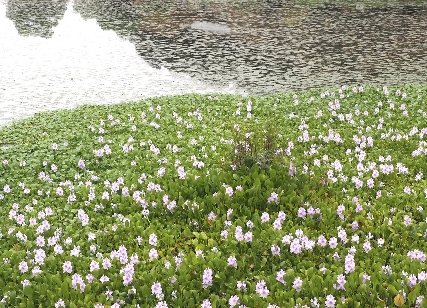 耳成山公園 奈良県橿原市 お散歩 10 04 ケイさんのウォーキングの活動データ Yamap ヤマップ