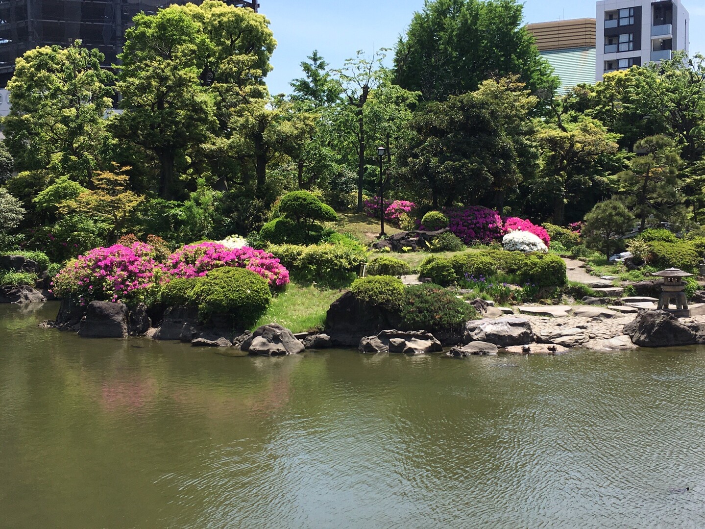 両国 江戸東京博物館と旧安田庭園 横網町公園 中山道 日本橋 板橋宿 蕨宿 の写真5枚目 ツツジが鮮やかでした Yamap ヤマップ