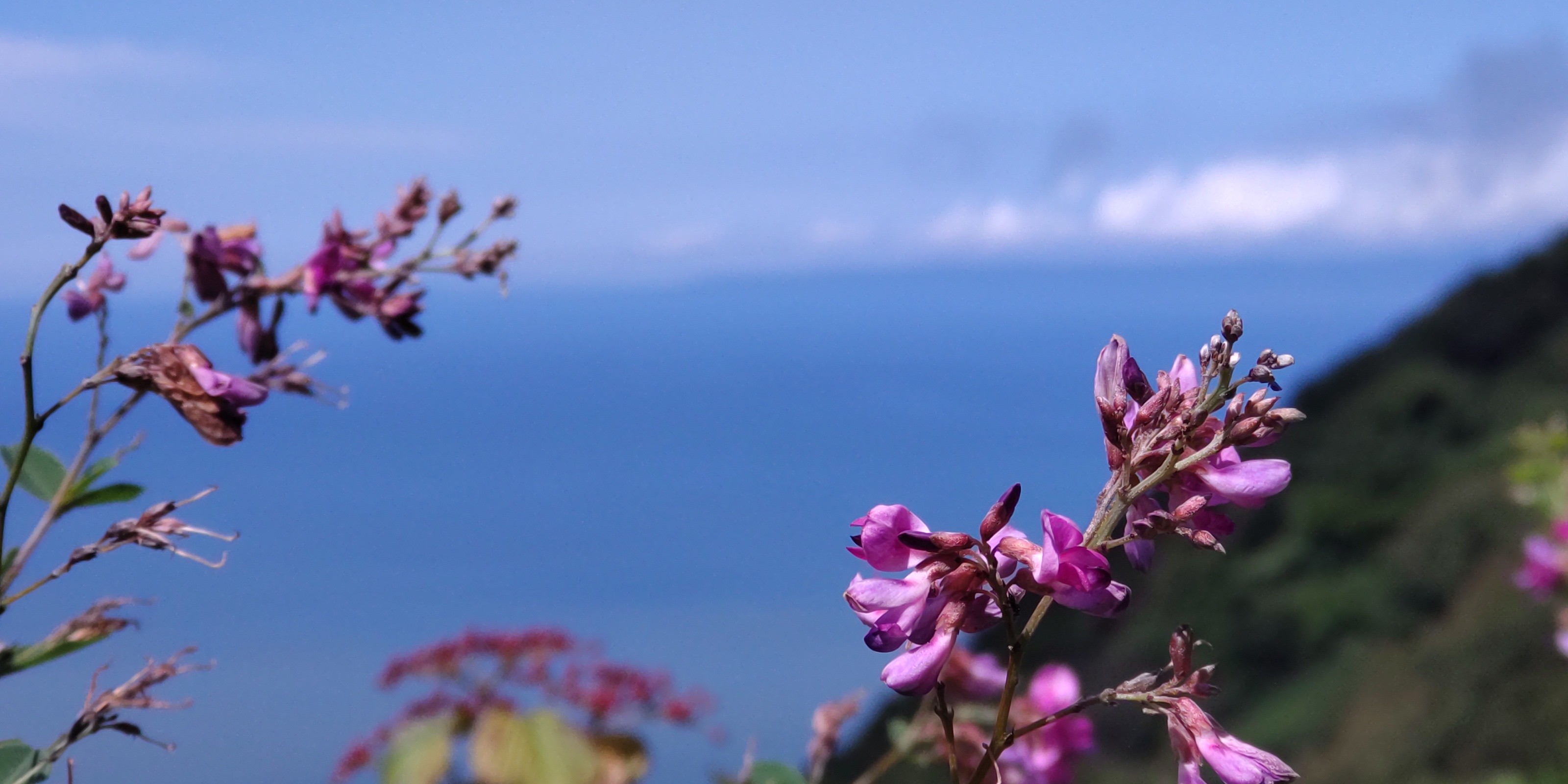 弥彦山 夏の終わりの花探訪 雪割草さんの弥彦山 多宝山 雨乞山の活動データ Yamap ヤマップ