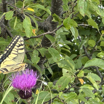 アザミと🦋