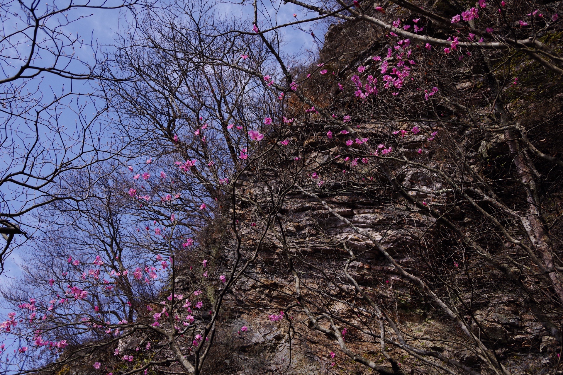 花言葉は 柔らかな視線 三ツ岩岳 ヌマジさんの三ツ岩岳 烏帽子岳の活動データ Yamap ヤマップ