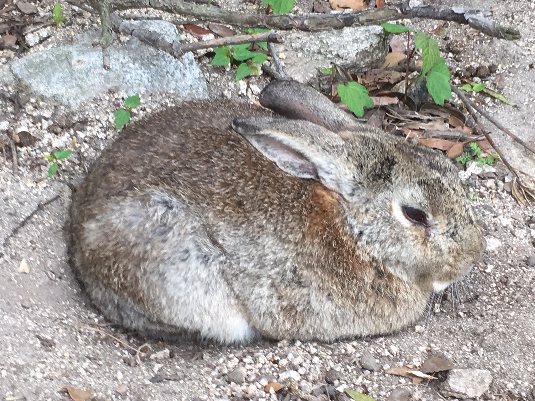 四国遠征19 春 1 7 うさぎパラダイスの大久野島に行ってきました ますきーさんの竹原市の活動日記 Yamap ヤマップ