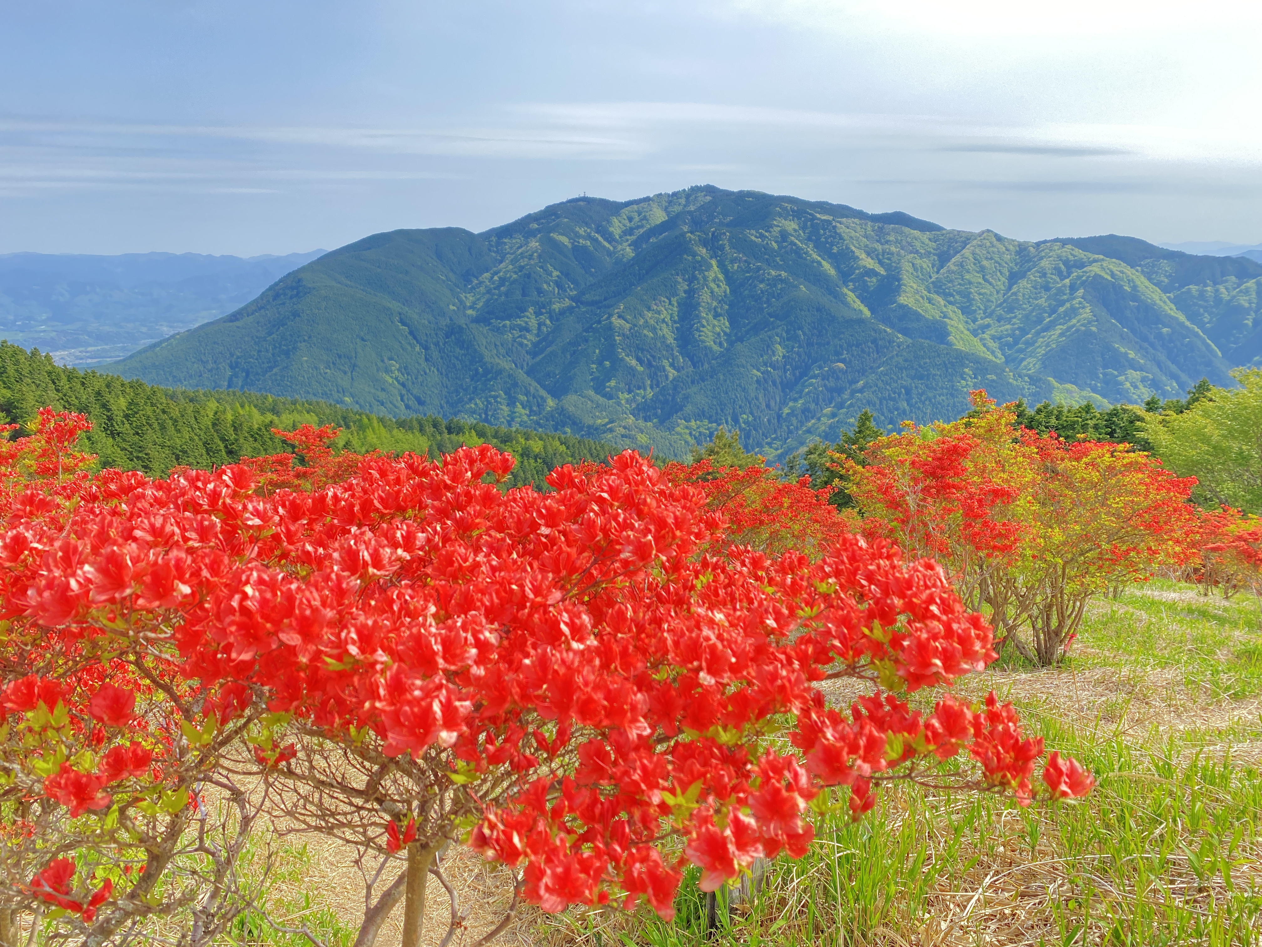 奈良 葛城山一目百万本の自然つつじ園 Furufuruさんの金剛山 二上山 大和葛城山の活動データ Yamap ヤマップ