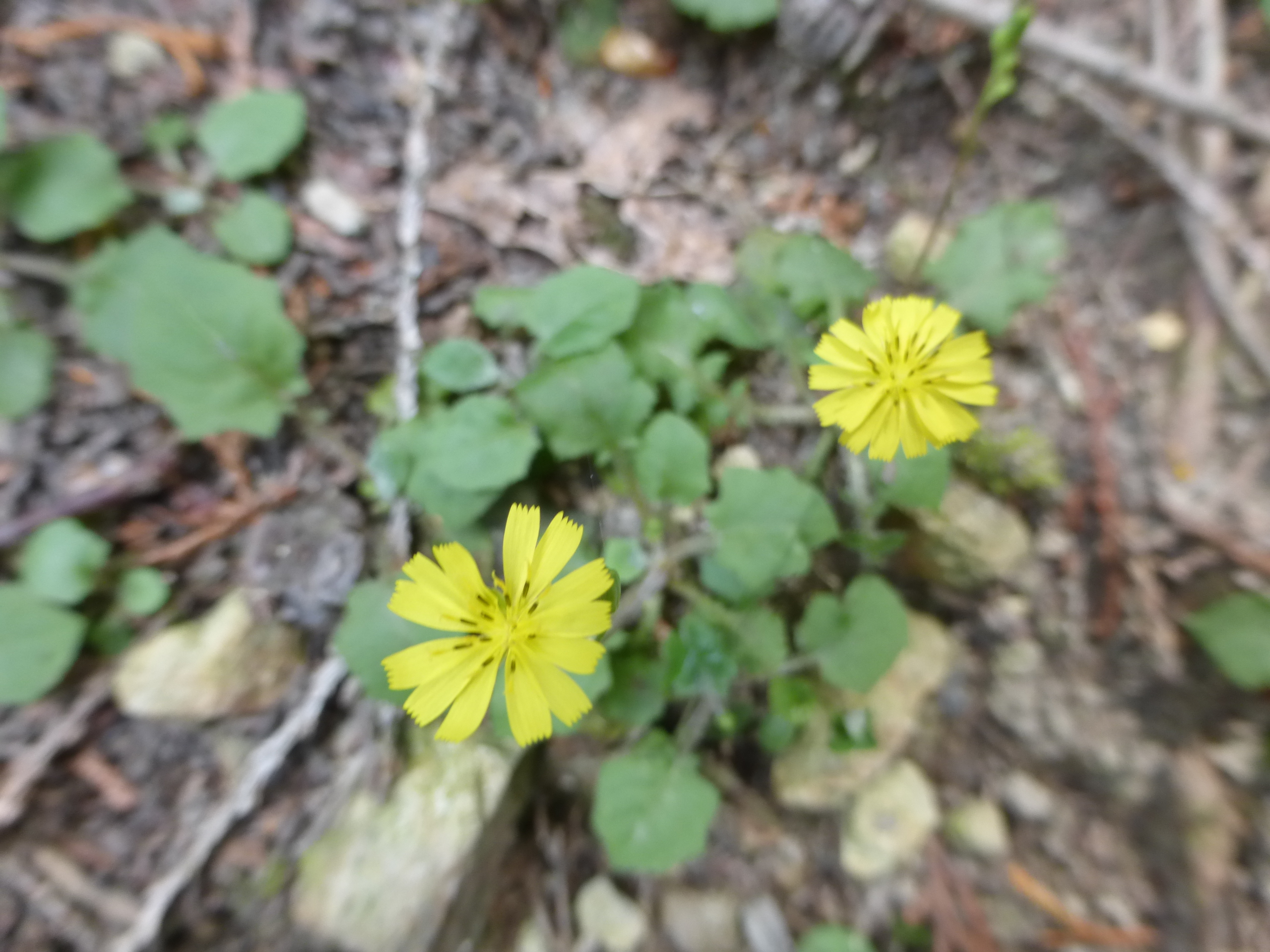 地元シリーズ 阿武山から竜仙峠から摂津峡 06 03 あかりさんの竜王山 阿武山の活動データ Yamap ヤマップ