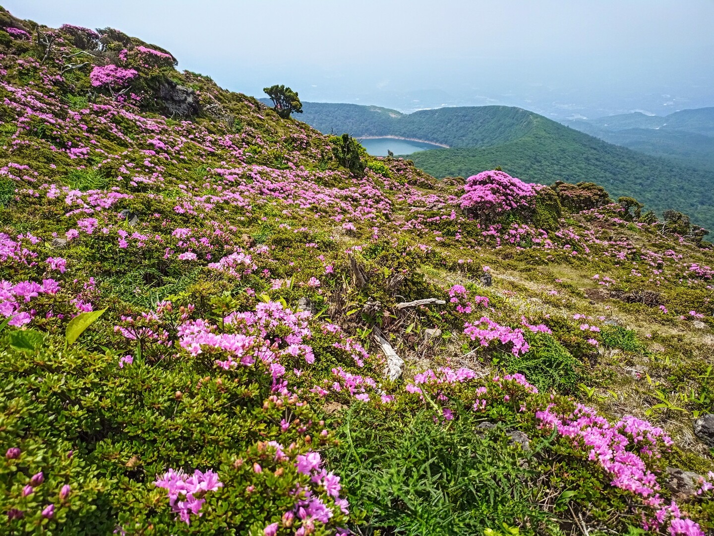 ミヤマキリシマ見頃の韓国岳 Koushiさんの霧島山 韓国岳 高千穂峰 夷守岳 烏帽子岳の活動日記 Yamap ヤマップ