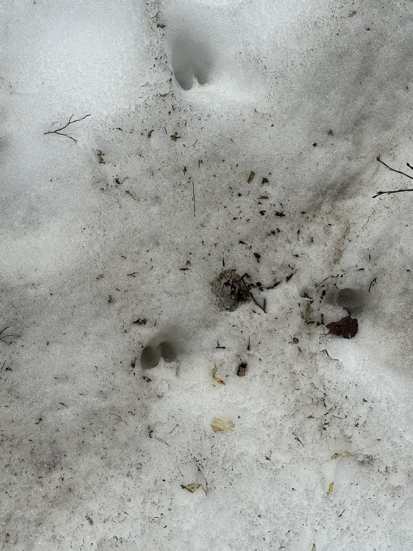 シカの足跡もある…？