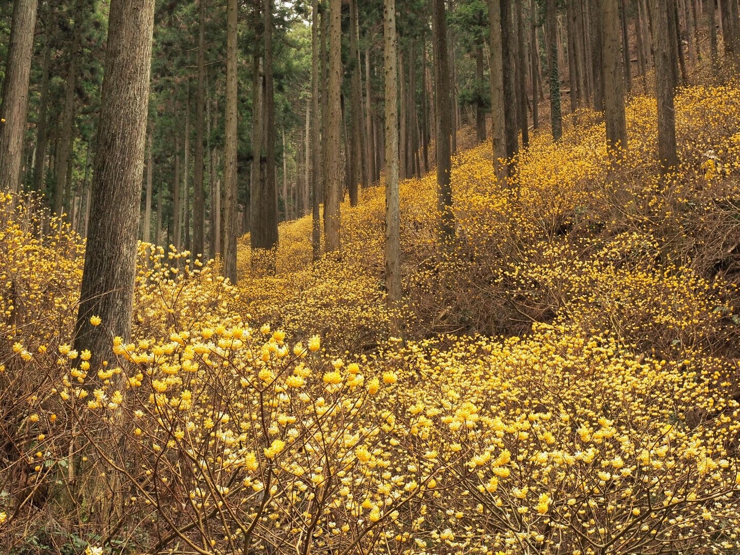 ミツマタ満開𑁍‬鶏足山 / はっぱさんの焼森山・鶏足山の活動データ YAMAP / ヤマップ