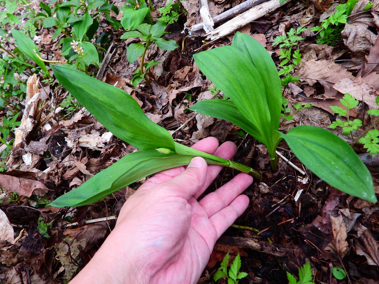 食料確保 Pon単独 Pon 夫 連れ 妻 さんの旭川市の活動日記 Yamap ヤマップ