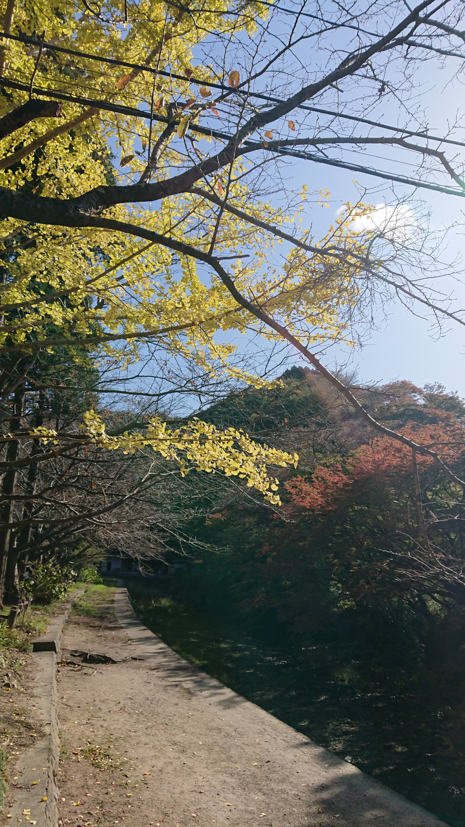 静かな秋の遠見山 19 11 16 たかさんの犬鳴山 西山 鮎坂山 の活動データ Yamap ヤマップ