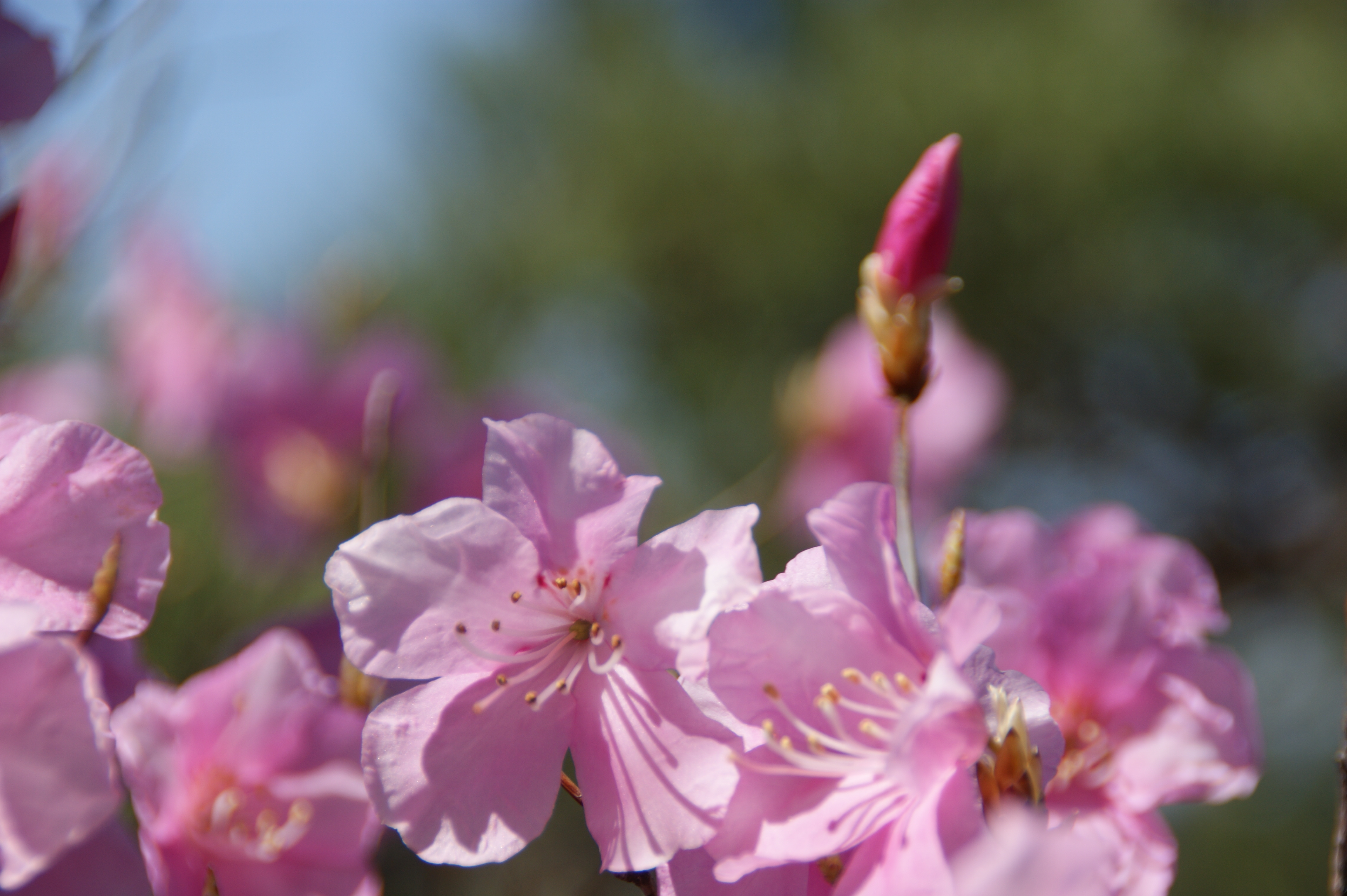 アカヤシオの花を眺めに金原山 三床山 Hiroさんの三床山 金原山の活動データ Yamap ヤマップ