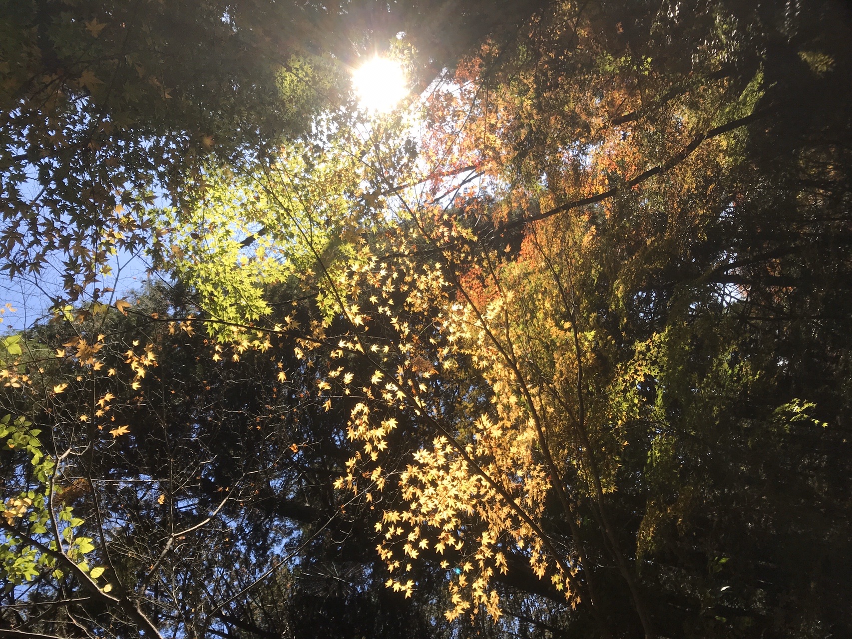 金色に降り注ぐ小径 ミクさんの金立山 金敷城山の活動日記 Yamap ヤマップ