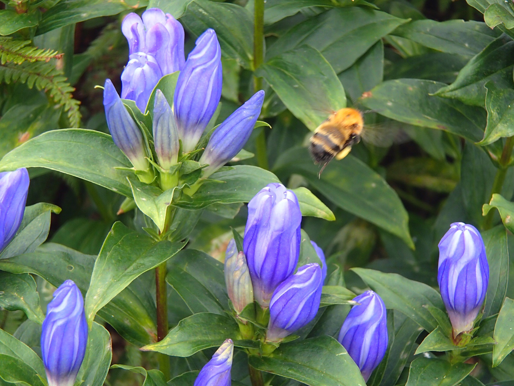 大花畑の花盛り銀杏峰 19 09 09 なづきさんの銀杏峰 部子山の活動データ Yamap ヤマップ