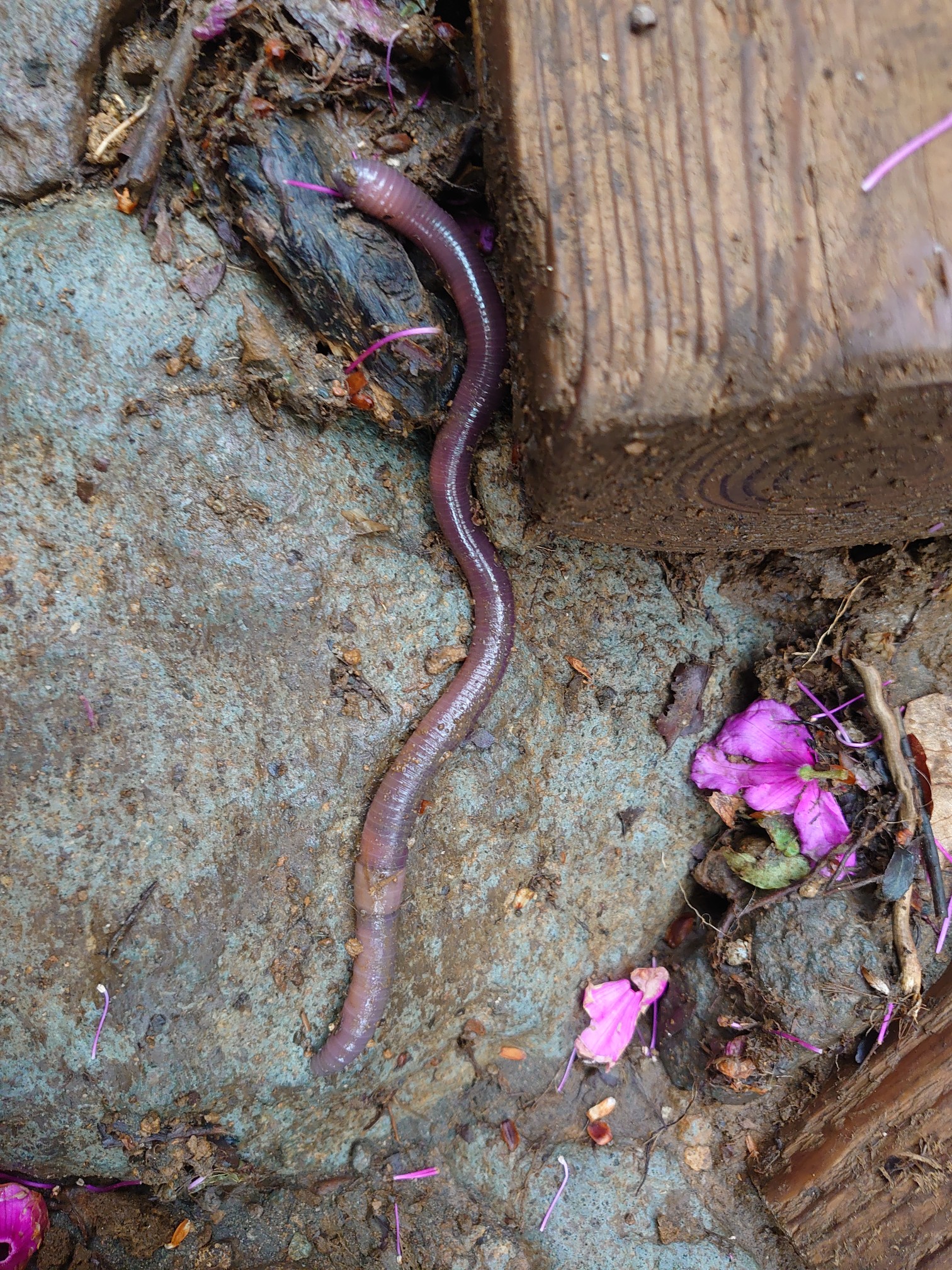 3 100 天城山は時計回りで 馬酔木は終 躑躅と石楠花は満開 こっとさんの天城山 鉢ノ山 三筋山の活動データ Yamap ヤマップ