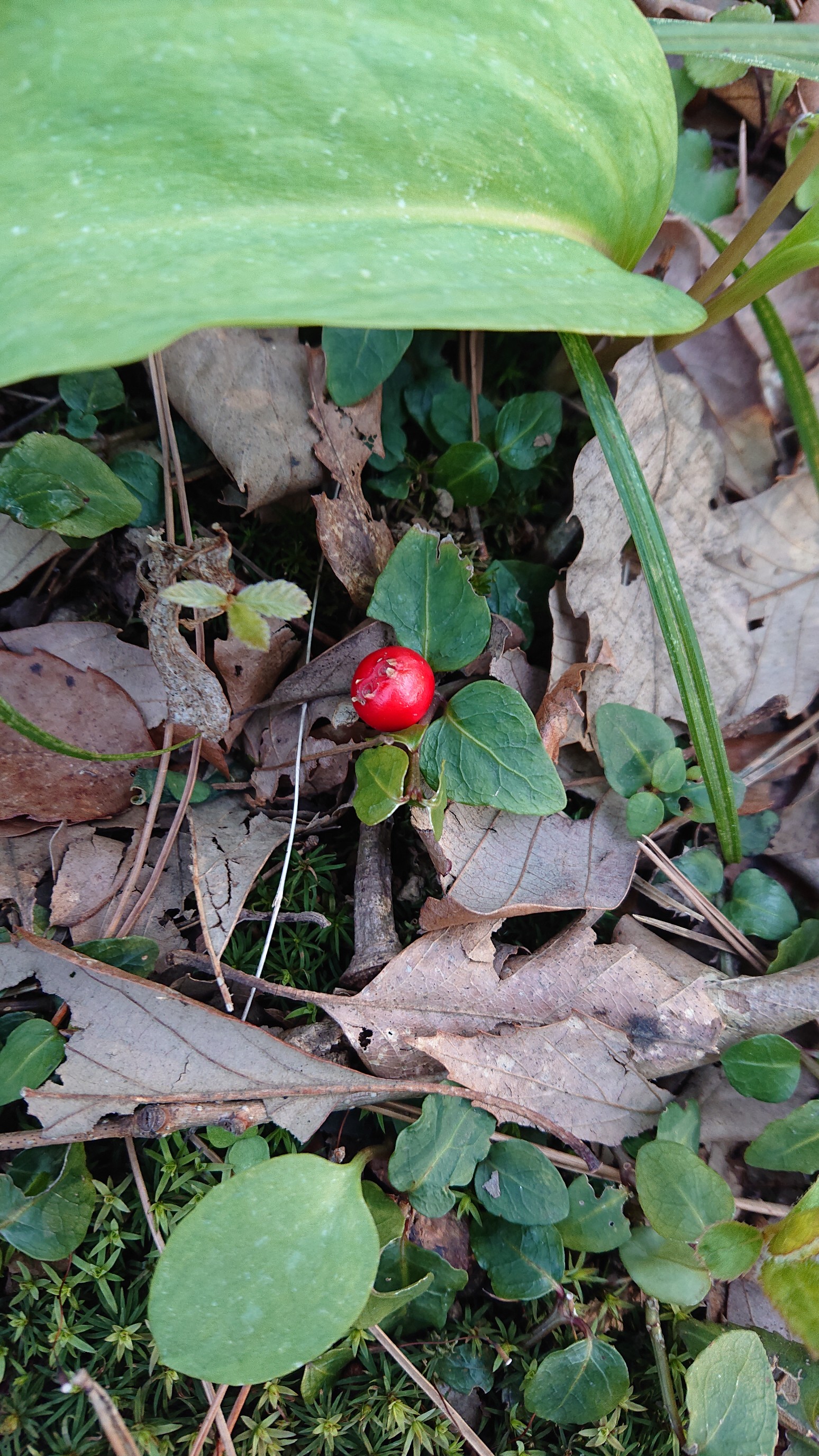 今まで出会った花たち たへもんさんの新発田市の活動日記 Yamap ヤマップ