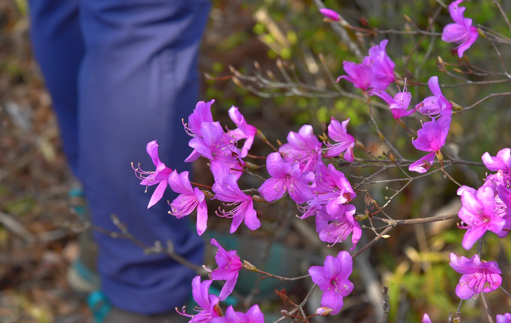 冠北岳 冠岳 岩ツツジと山桜と槍岩 ゴマさんの冠岳 宮崎県 の活動日記 Yamap ヤマップ