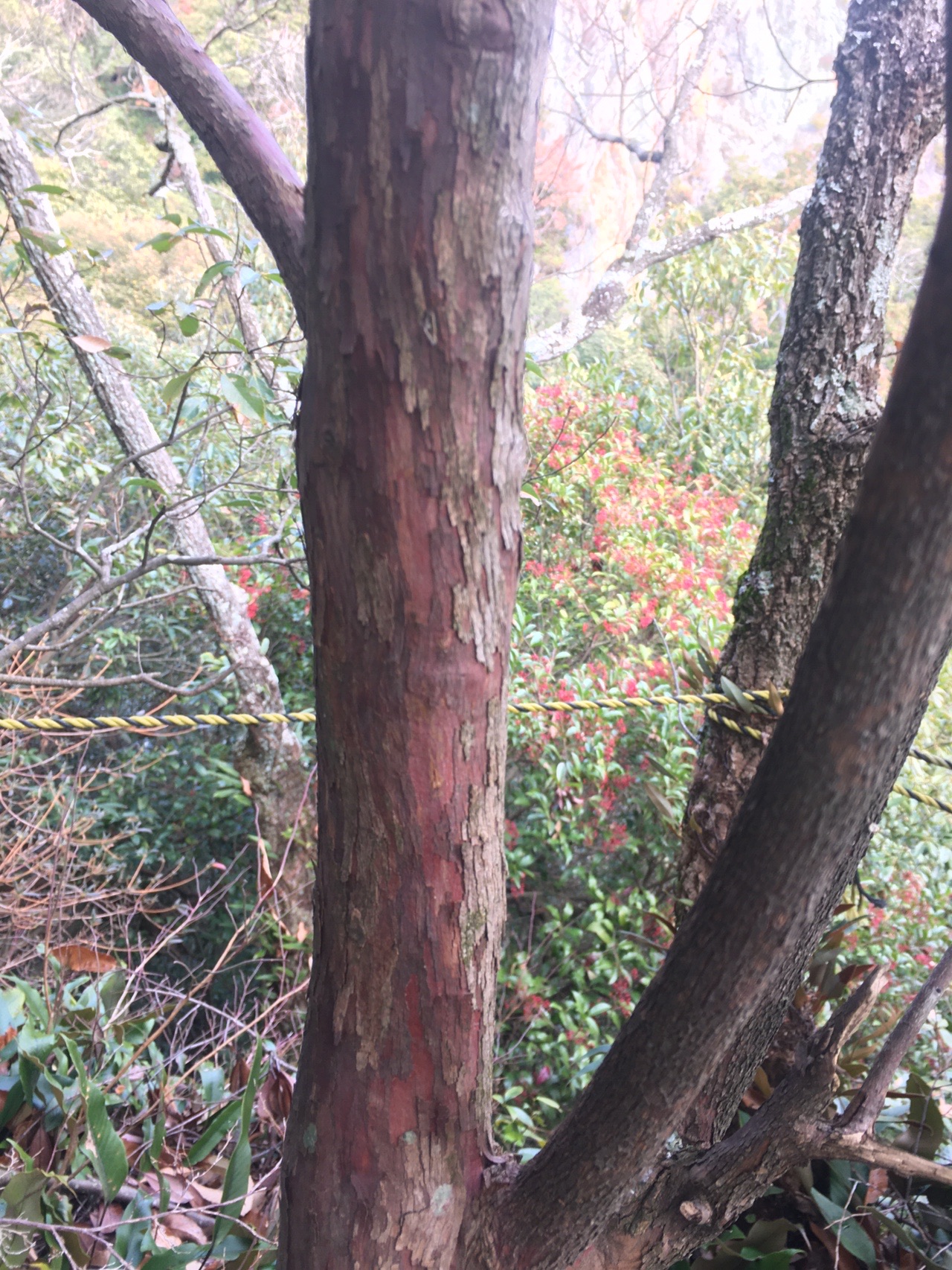 金華山 東坂崖コース 七曲り ぱおろんさんの金華山 岐阜県 洞山 舟伏山の活動日記 Yamap ヤマップ