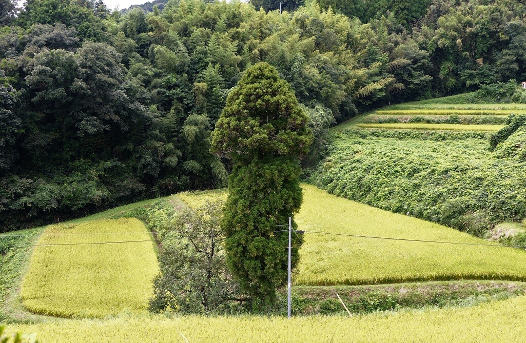 フラワー/ガーデン《現品》本榊（ホンサカキ）樹高1.0ｍ　79（根鉢含まず）《苗木/植木/さかき》