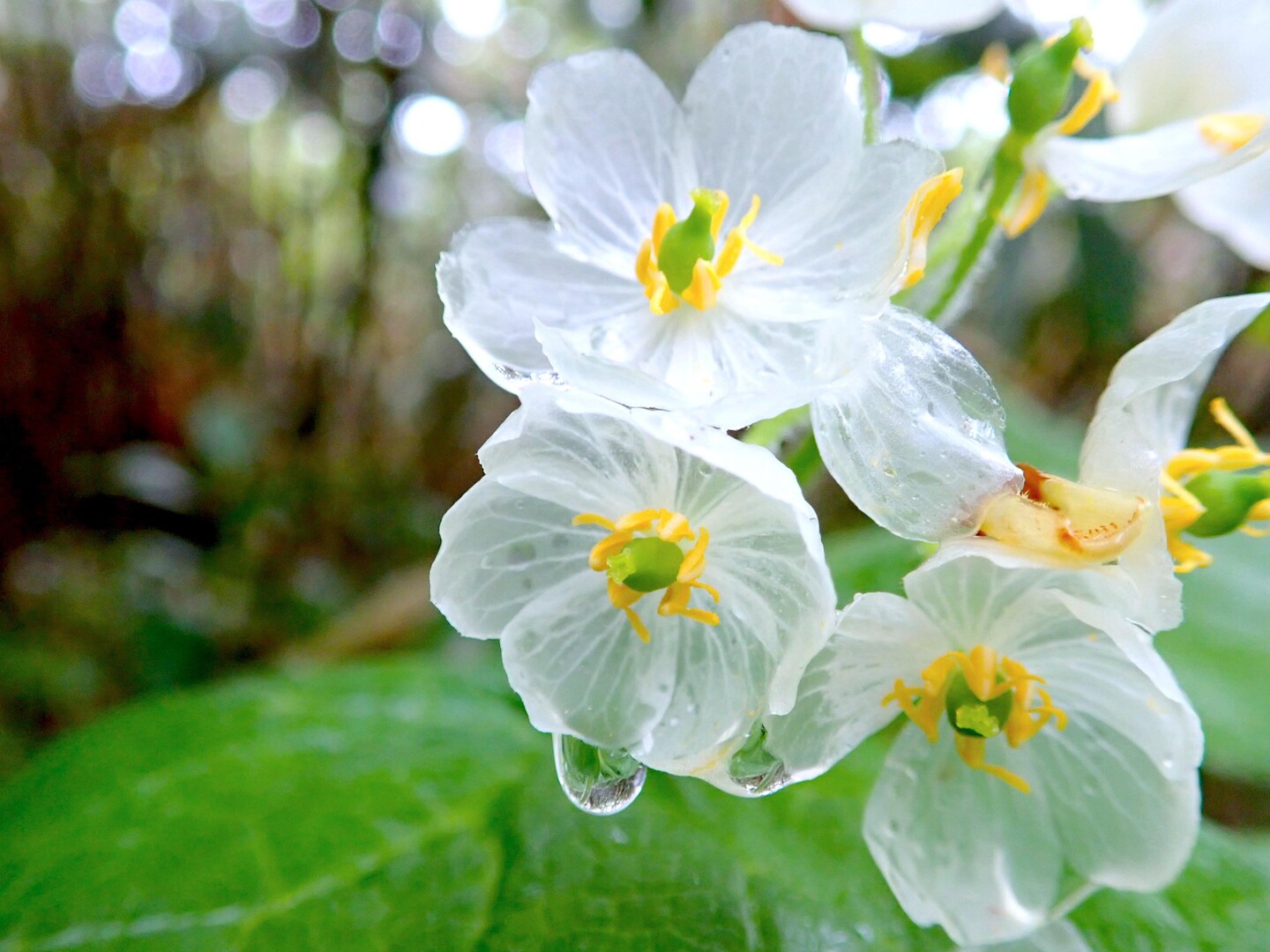 植物愛好家や専門家を魅了する「スケルトンフラワー」