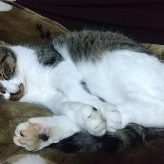 もき