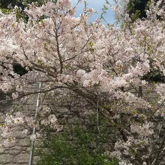 まだ、桜が咲いていました。
