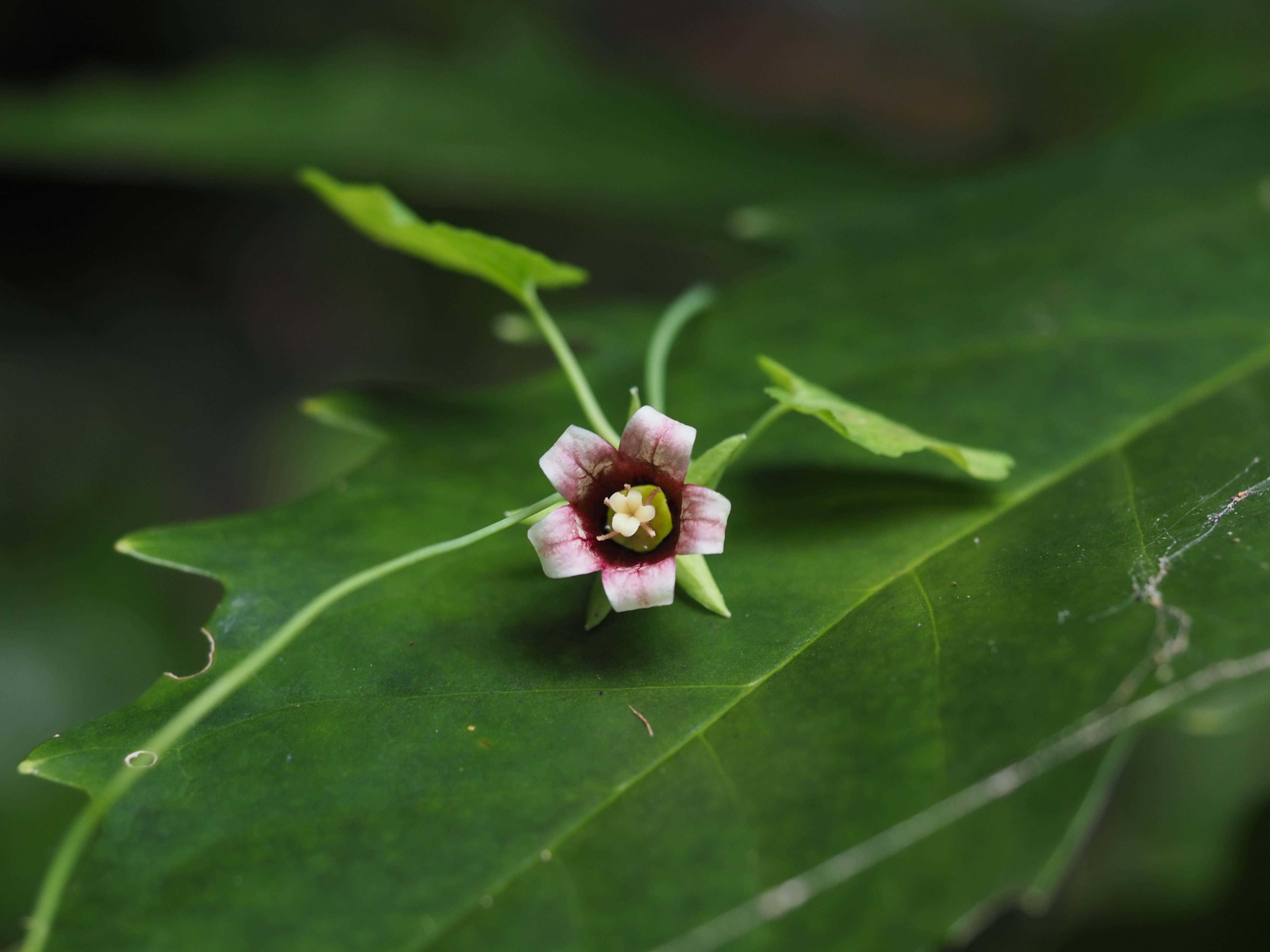 9 29高尾山に秋の花を見に行く Yamashimizuさんの高尾山 陣馬山 景信山の活動データ Yamap ヤマップ