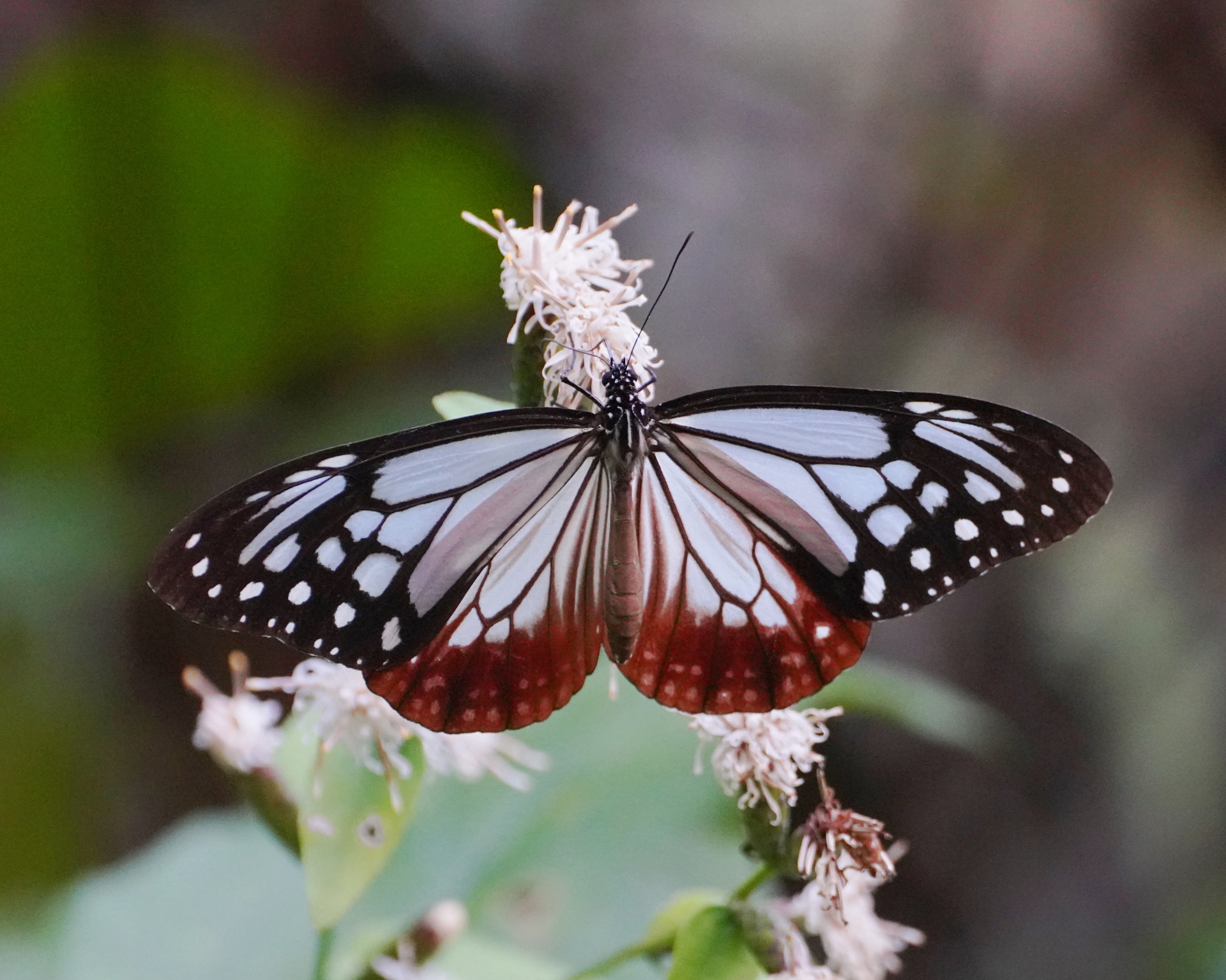 高尾山のアサギマダラ 蛇滝口コース 3号路 山頂 1号路 アキチャン1491さんの高尾山 陣馬山 景信山の活動データ Yamap ヤマップ