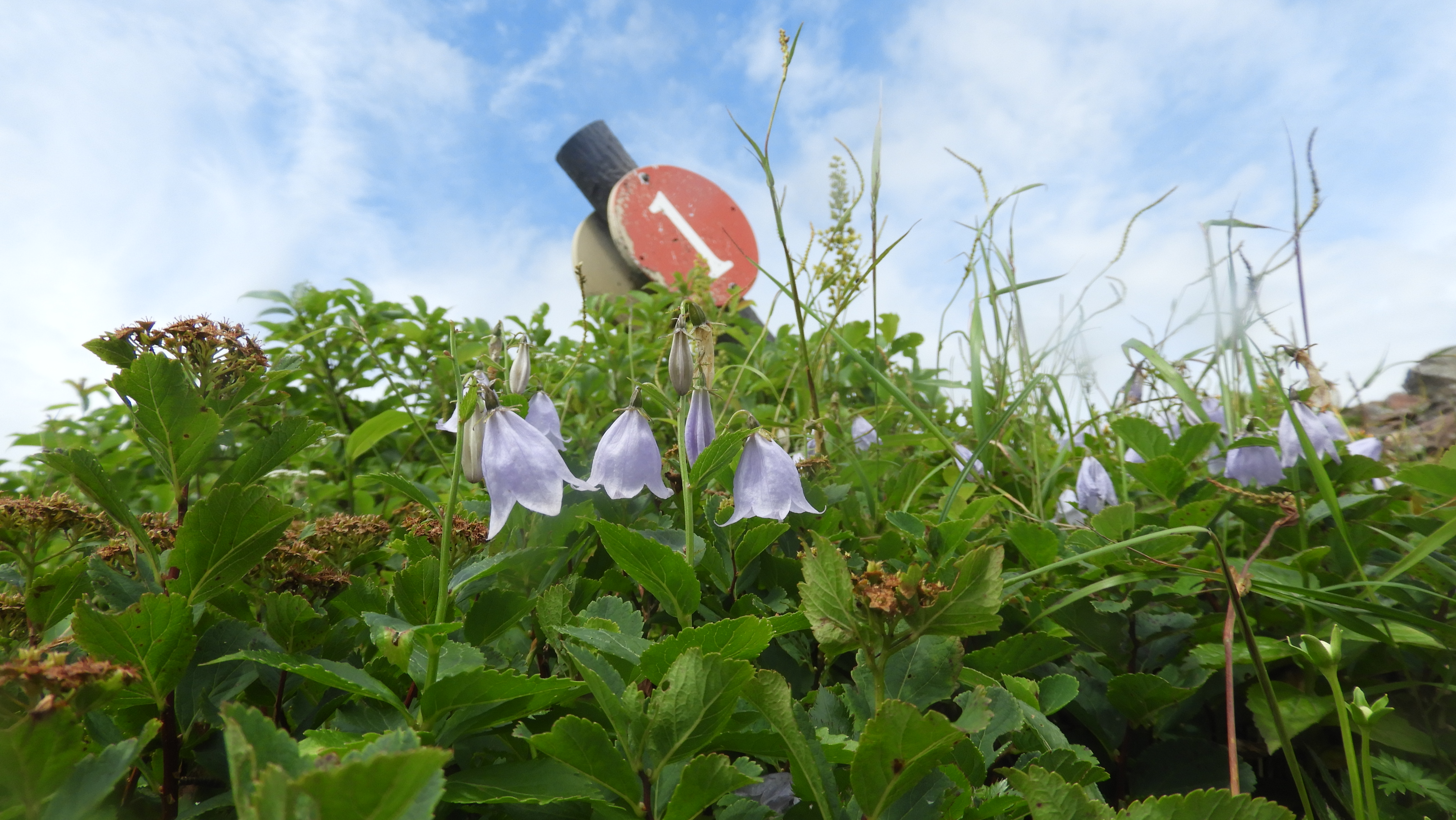 船形山（御所山）・泉ヶ岳・蛇ヶ岳 うつむいて咲いてた君は何だっけ？

キキョウ科ツリガネニンジン属の・・・かな？