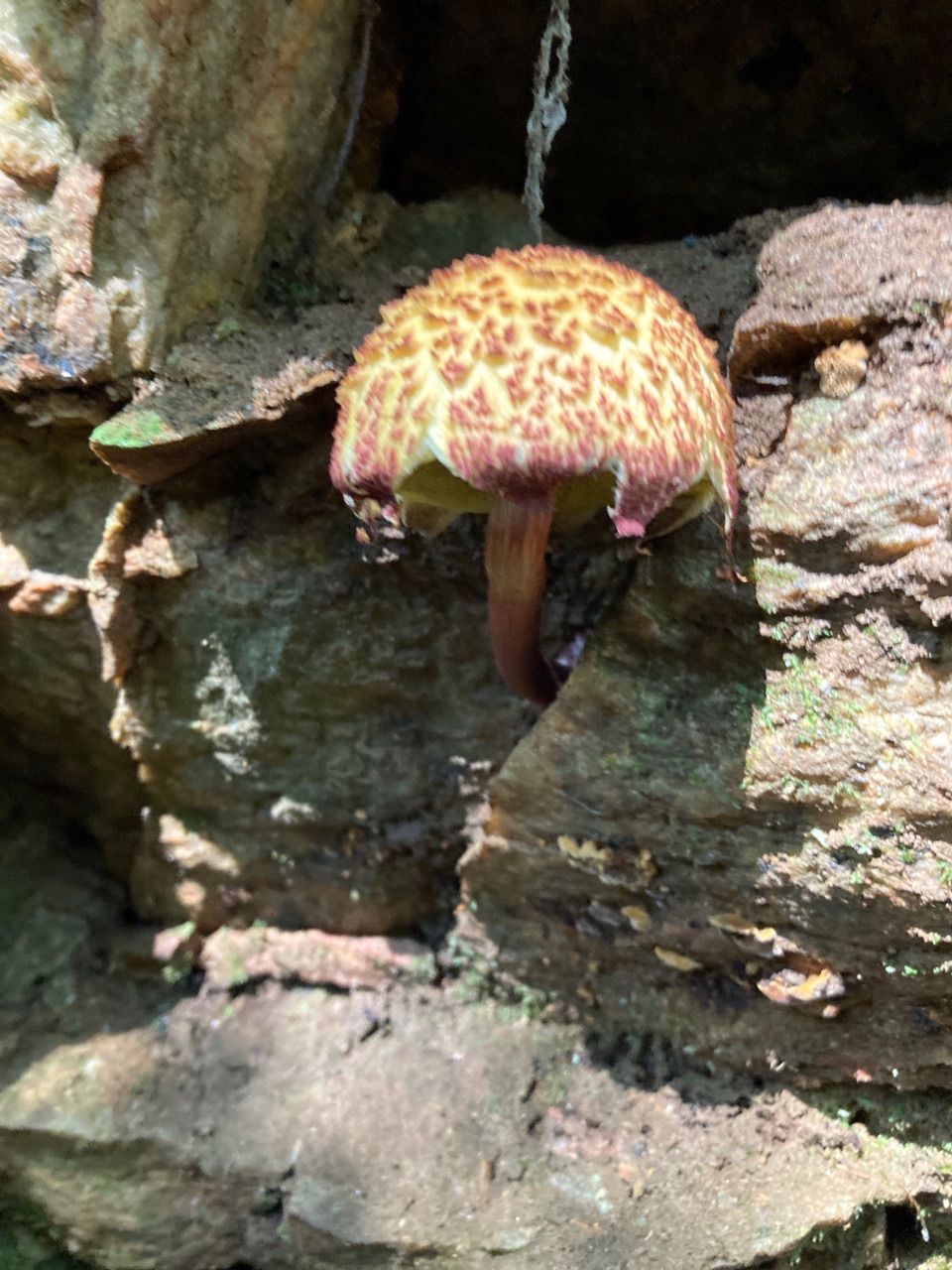 高浜市稗田川沿いの彼岸花進捗状況と西尾の低山三山ピークハント 羽角山 水道山 水晶山 さちごんさんの茶臼山 万灯山の活動データ Yamap ヤマップ