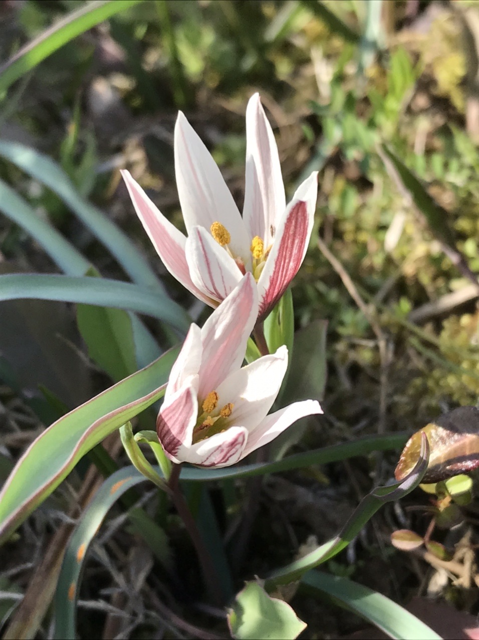 アマナ 甘菜 見っけ ユリ科 はっぴいえんどさんのモーメント Yamap ヤマップ