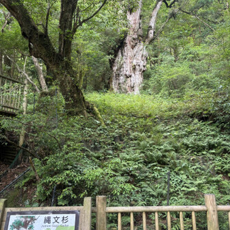 屋久杉ハスランマ 屋久杉