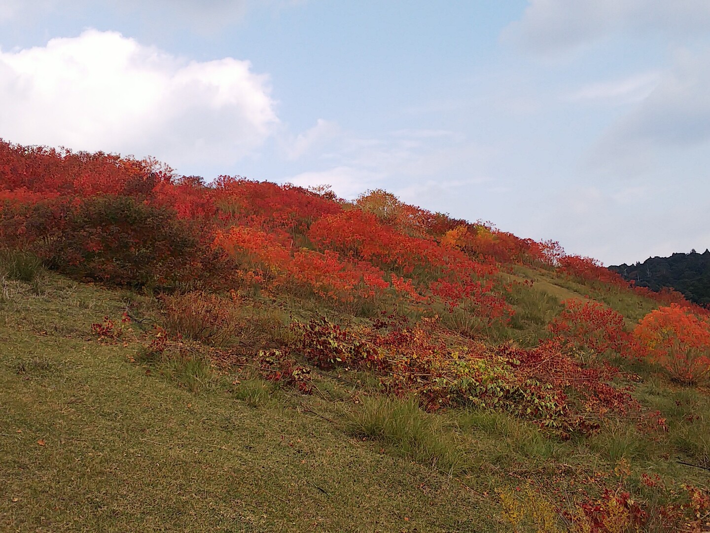 若草山と奈良公園の紅葉 Mamiさんの奈良市の活動データ Yamap ヤマップ