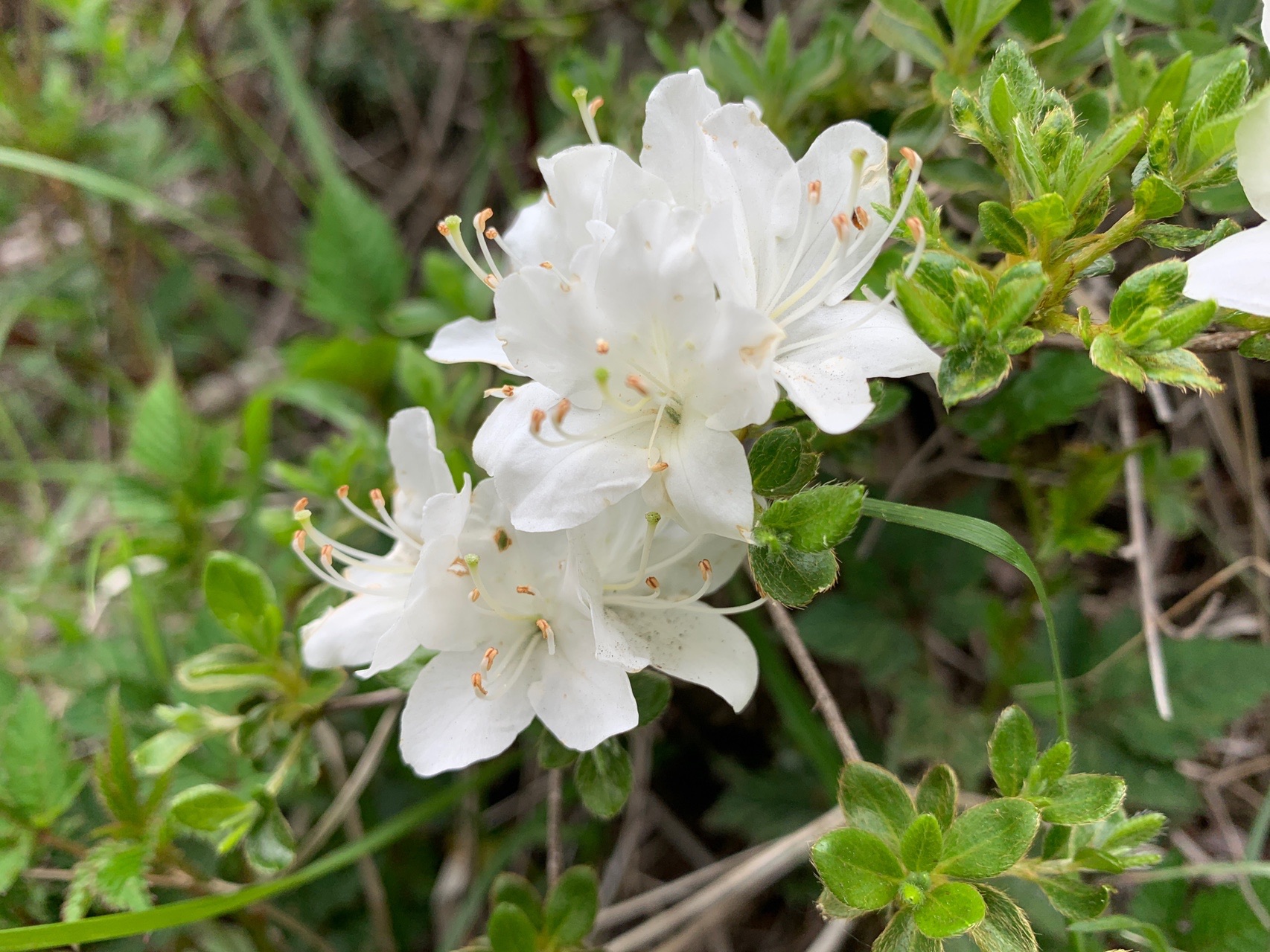 平治岳の白キリと赤キリ ぴらさんの九重山 久住山 大船山 星生山の活動データ Yamap ヤマップ