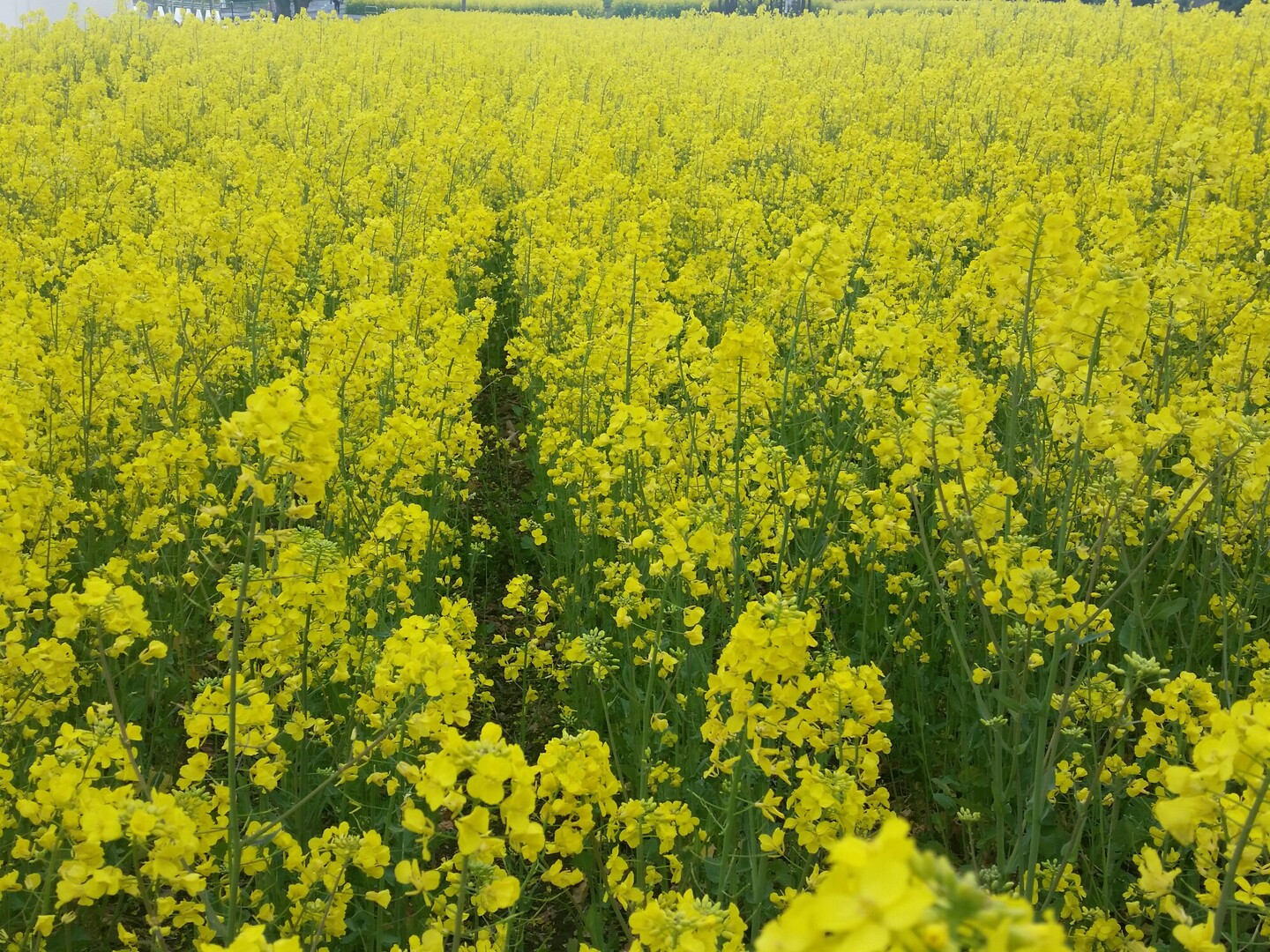 大分県国東半島の長崎鼻に来ました。一面、... / たむたむさんのモーメント YAMAP / ヤマップ