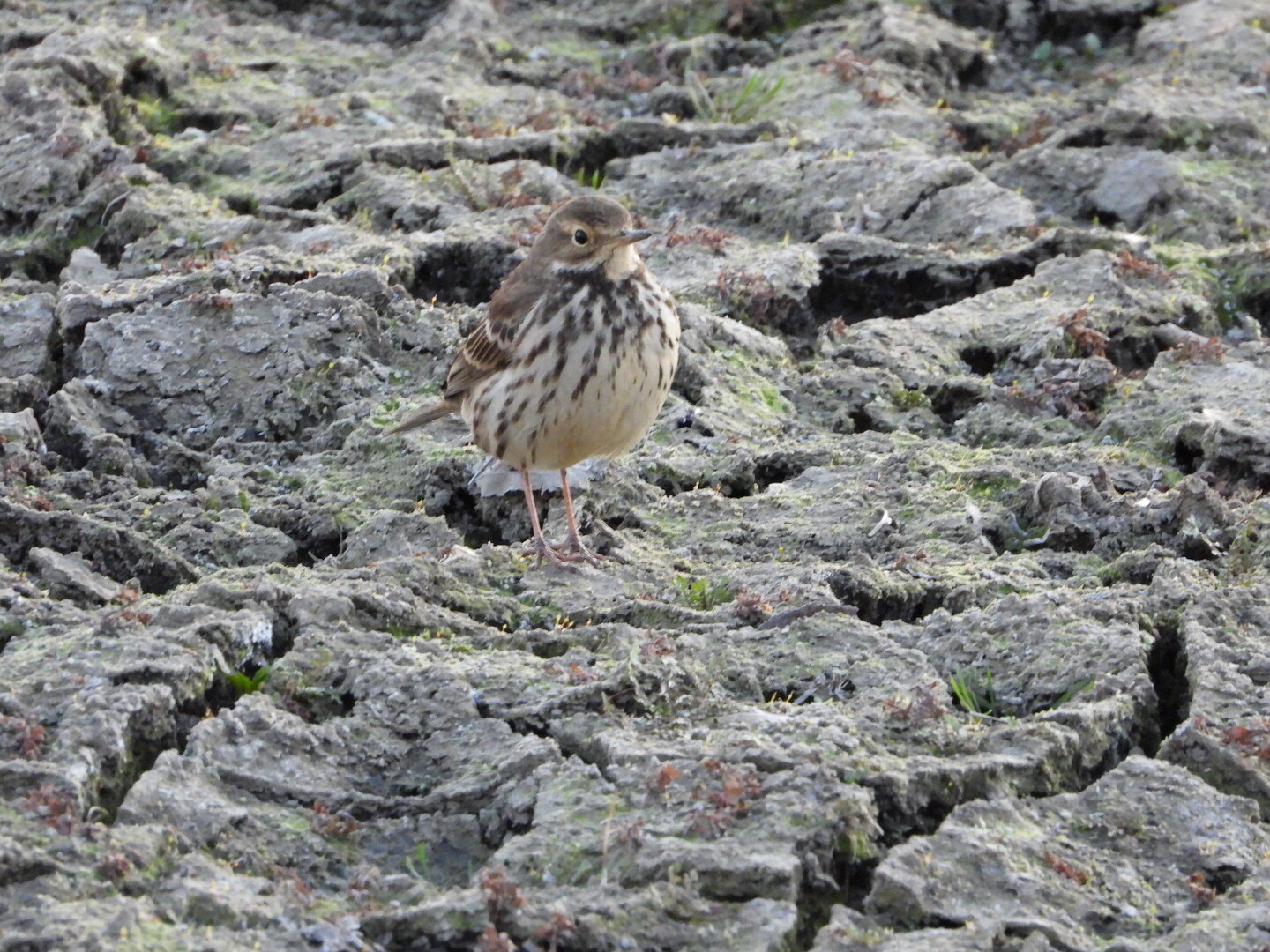 初日の出探鳥 しょうちゃんさんの川越市の活動日記 Yamap ヤマップ