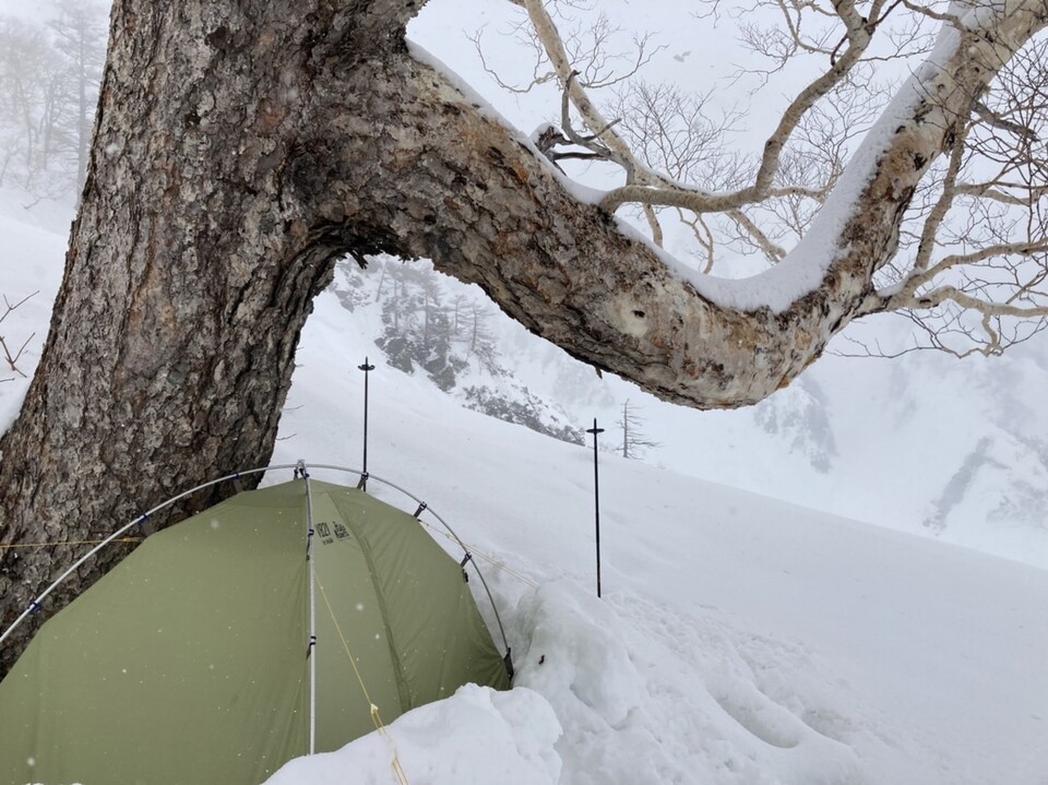 白馬岳主稜 22 03 16 白馬岳 小蓮華山の写真7枚目 C2 巨木のツリーホールを利用 Yamap ヤマップ