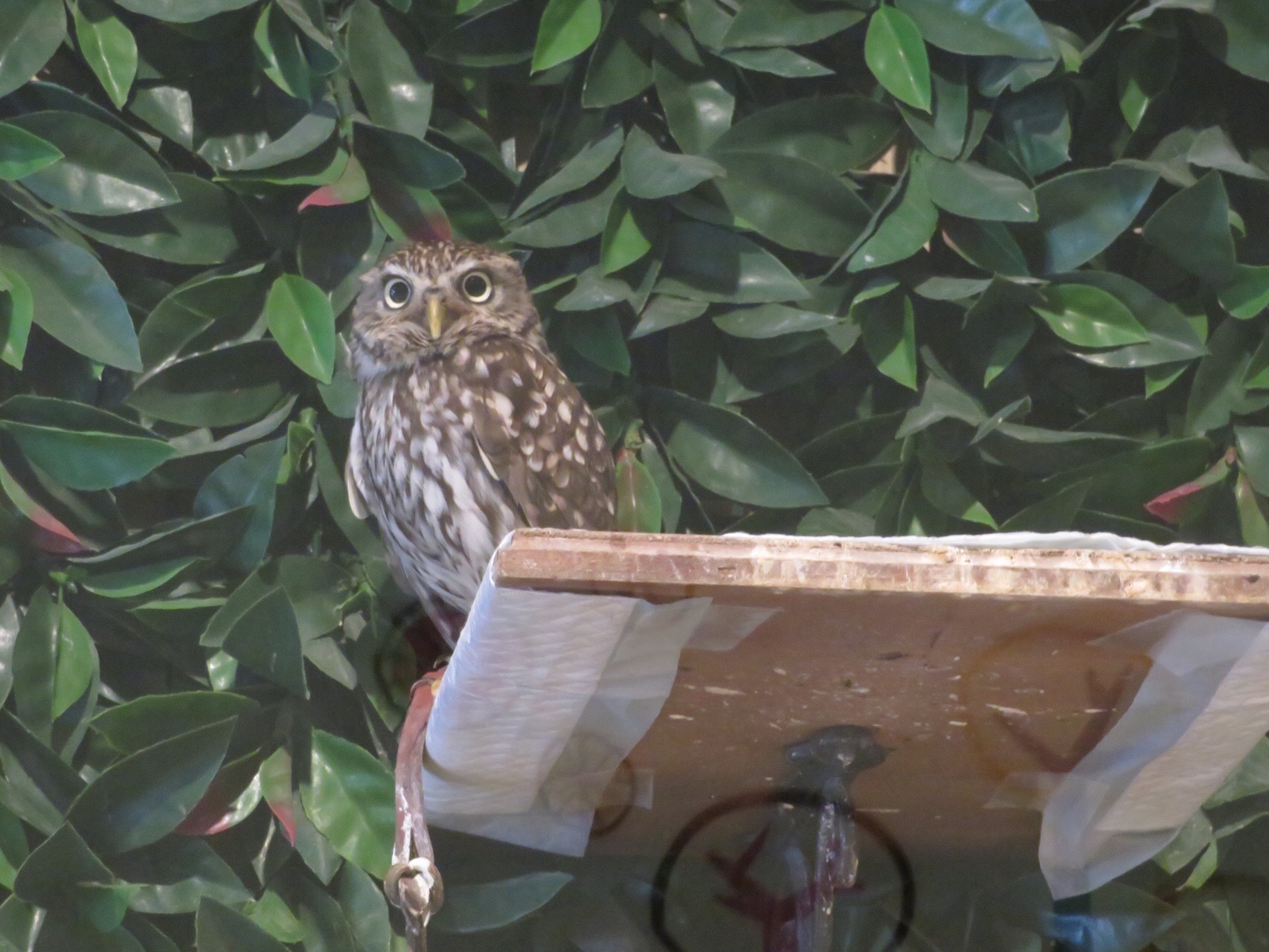 番外編 フクロウカフェ巡り Kazhiroさんの札幌市の活動日記 Yamap ヤマップ